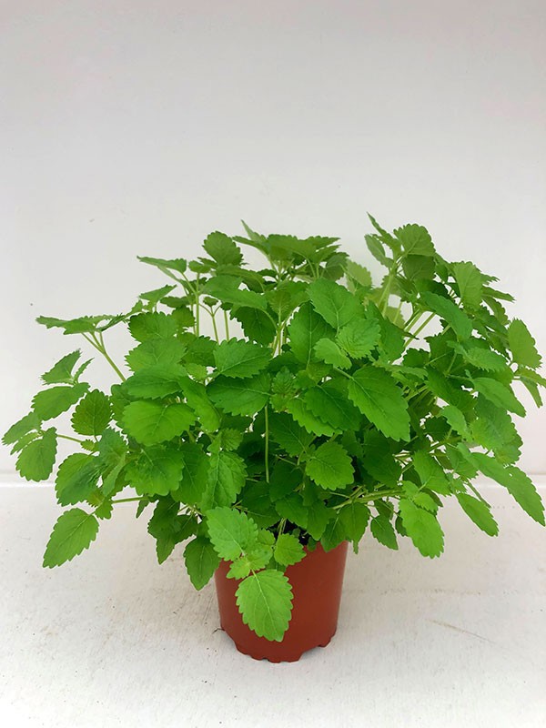 MELISSA OFFICINALIS/CITRONMEL., D 11