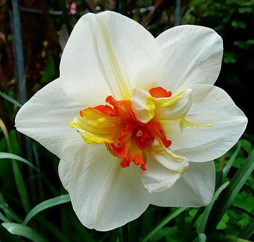 NARCISSUS CYCLAMINEUS 'FLOWER DRIFT', D 11