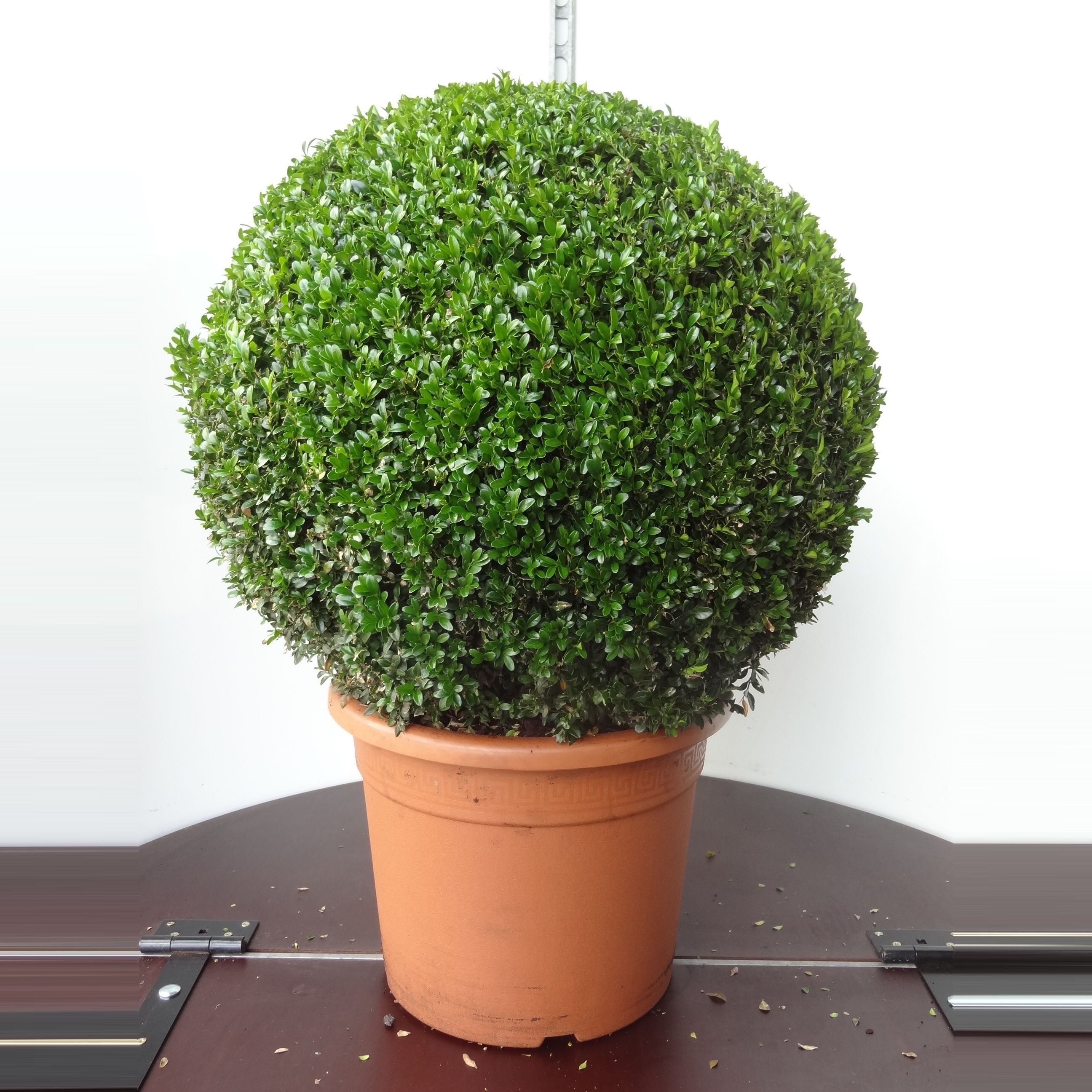 Buxus sempervirens bol 65, D 40