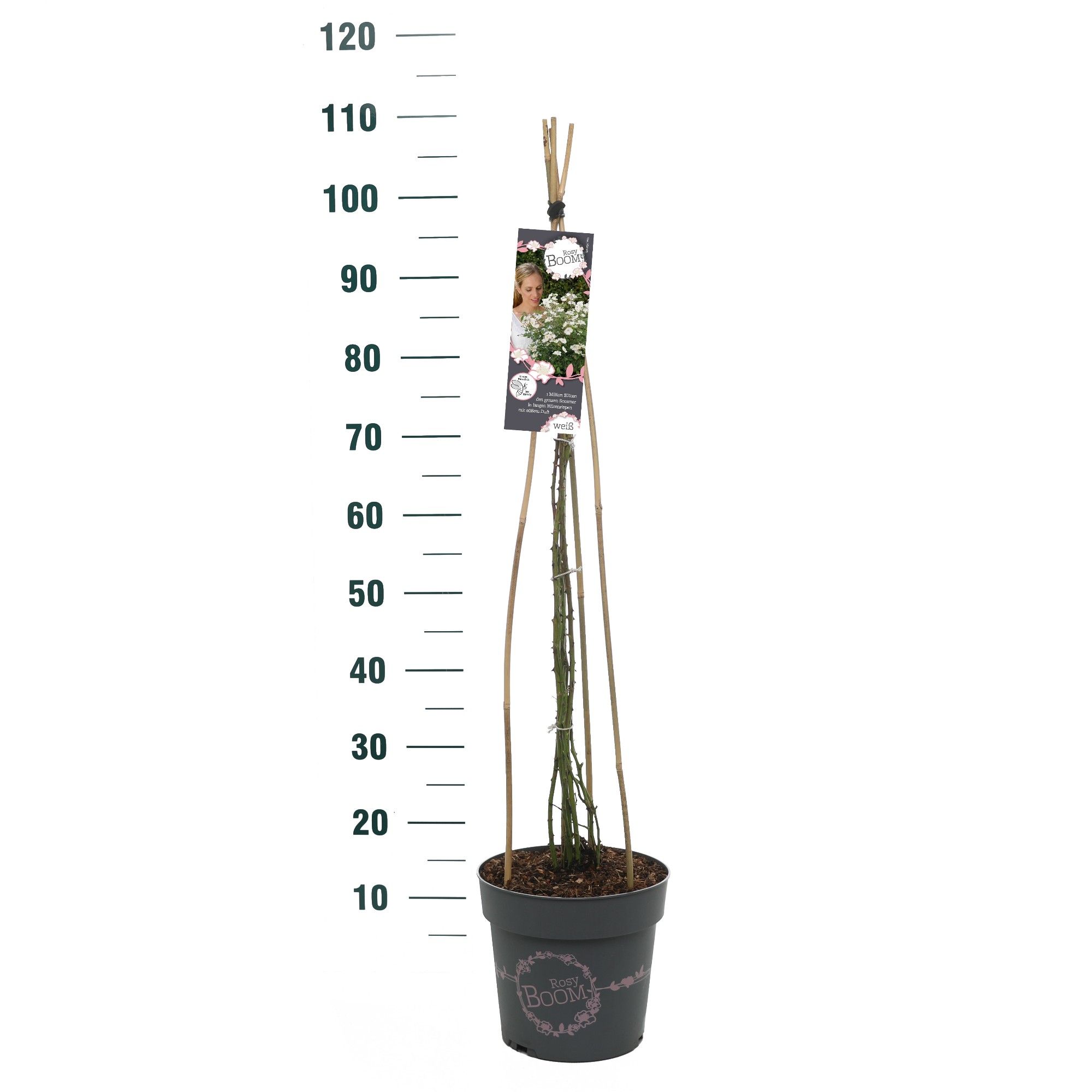 Rosa 'Rosy Boom White' - Klim - C6, D 24