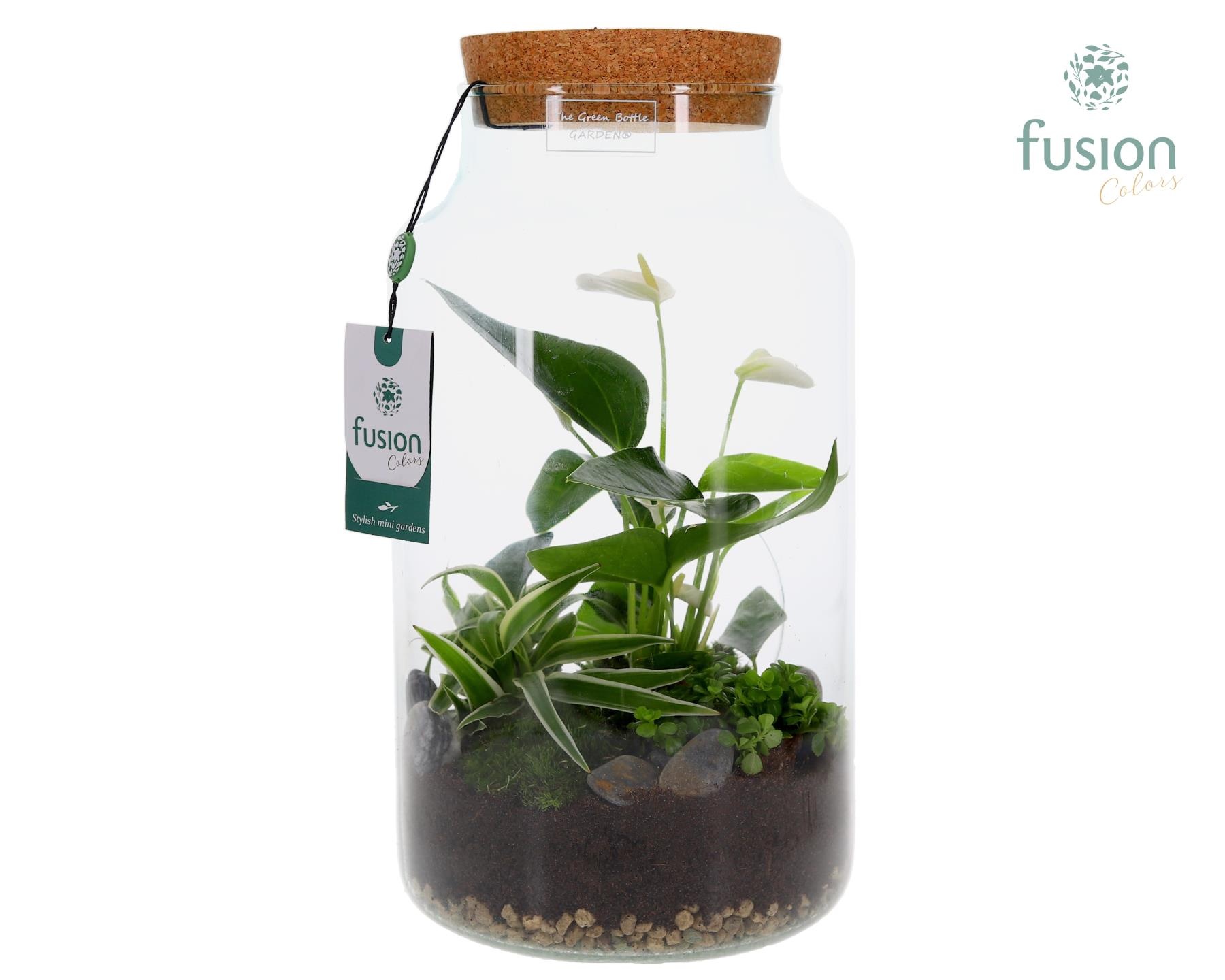 Green Bottle Pot Large Anthurium arrangement, D 19