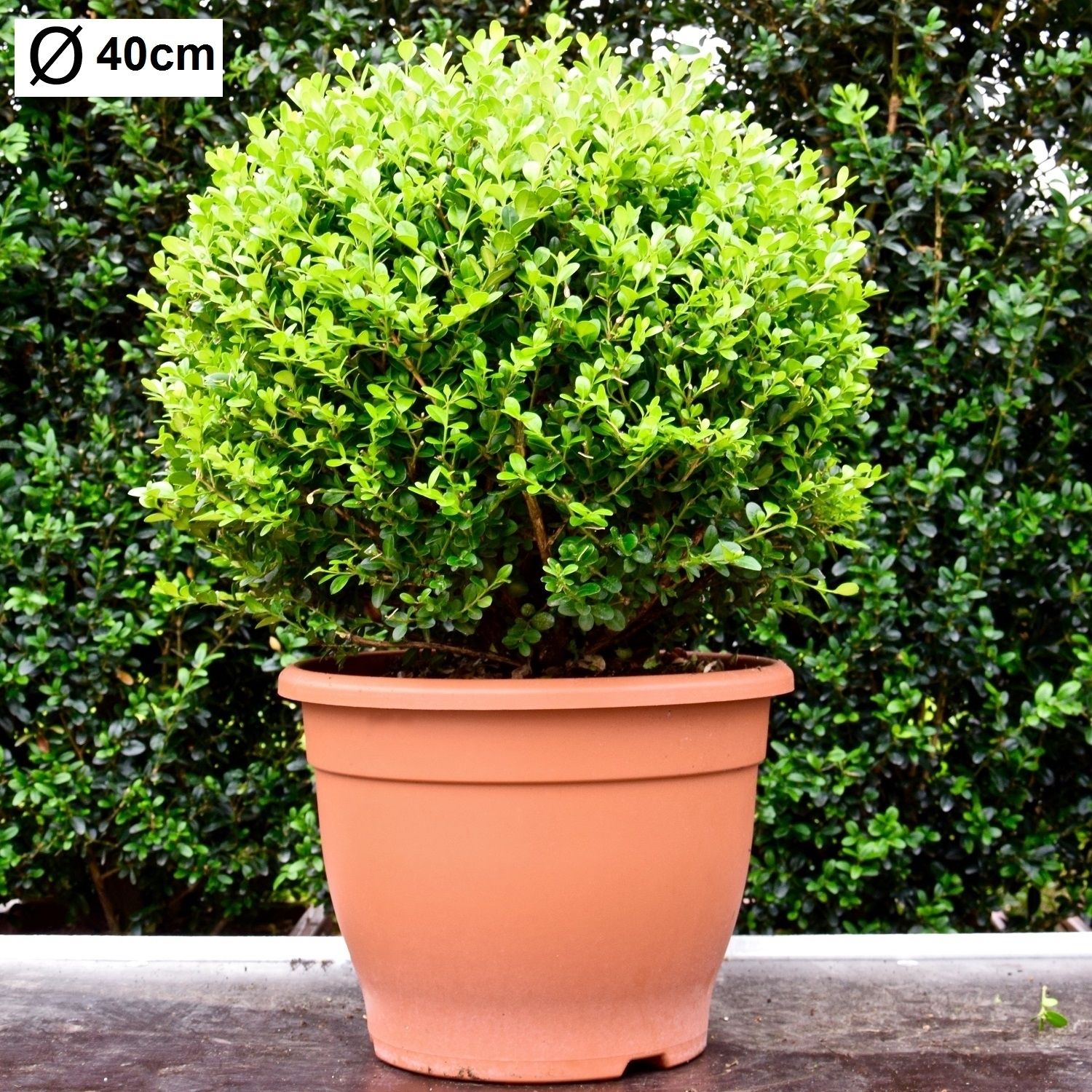 Buxus microphylla 'Faulkner' 40cm bol, D 32