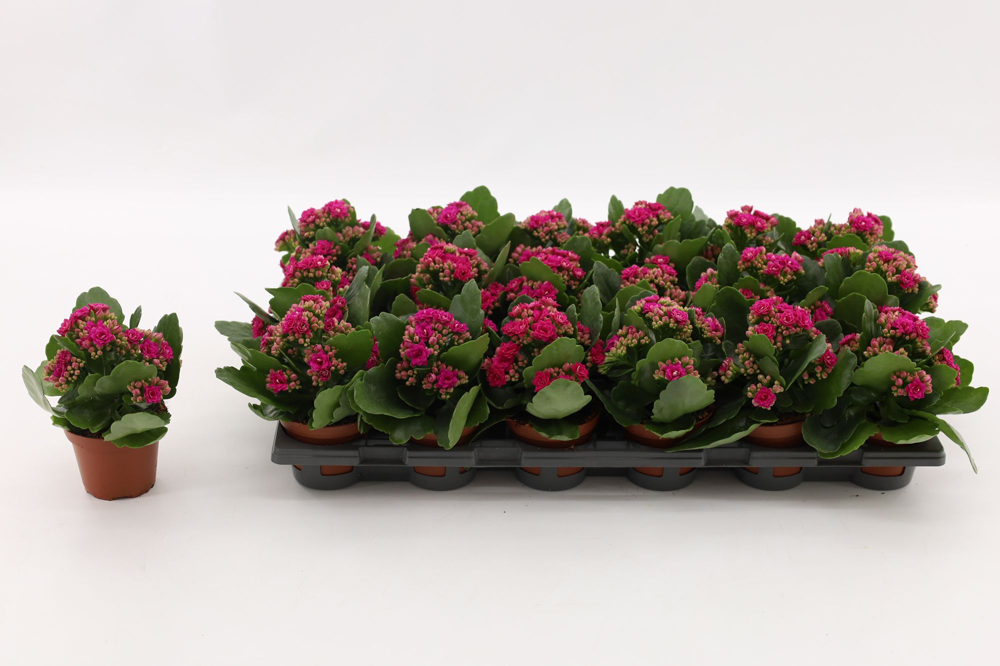Kalanchoe Double Purple, without sleeve, D 8