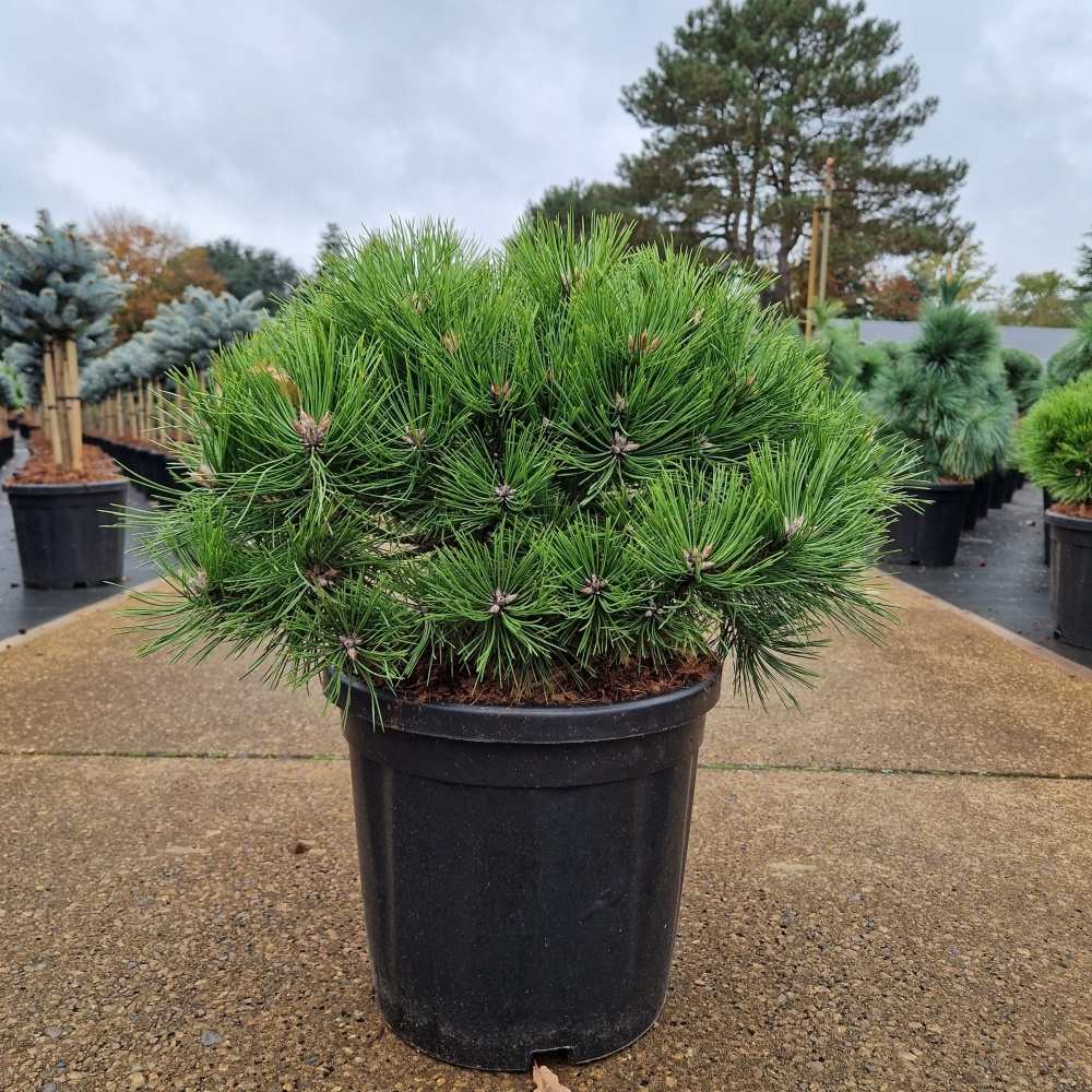 Pinus densiflora 'Low Glow', D 32 cm