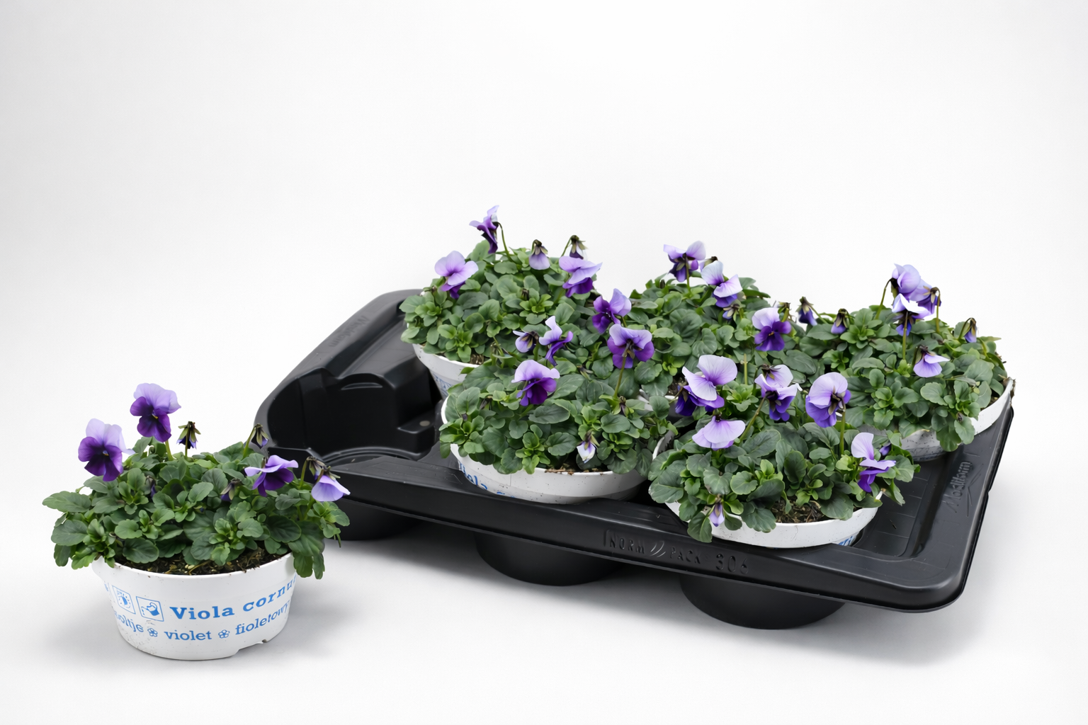 Viola Cornuta White Purple Jump Up, D 17