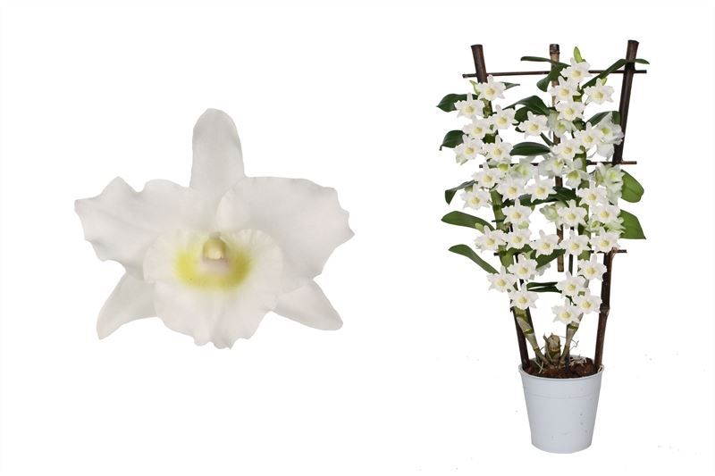 Dendr Nobile p12 Apollon op rek 2T16+tros, D 12