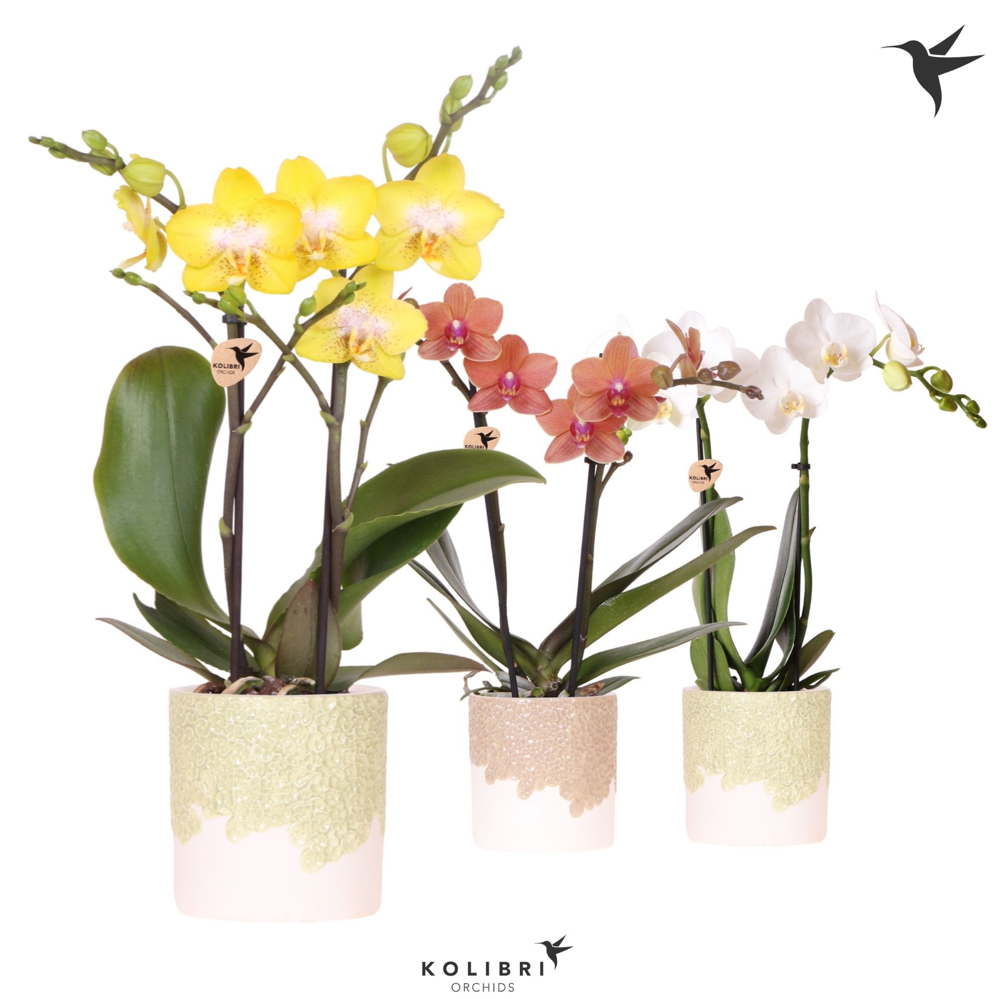 Kolibri Orchids Phalaenopsis mix 2 spike in Bloom pot sand mix, D 9