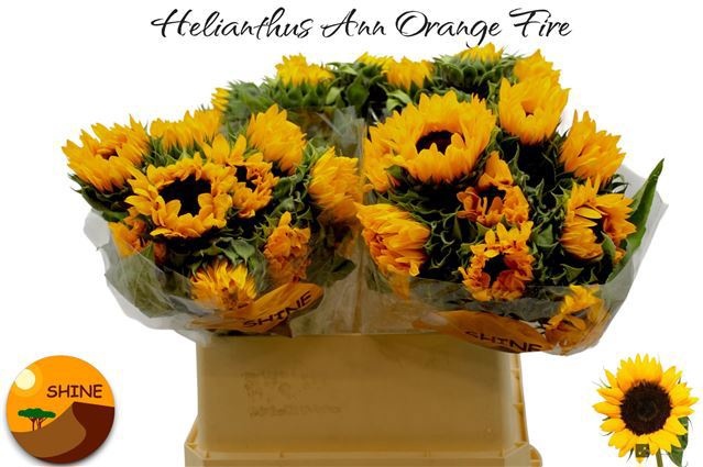Гелиантус Оранж Фае 80 (оранж.), шт.