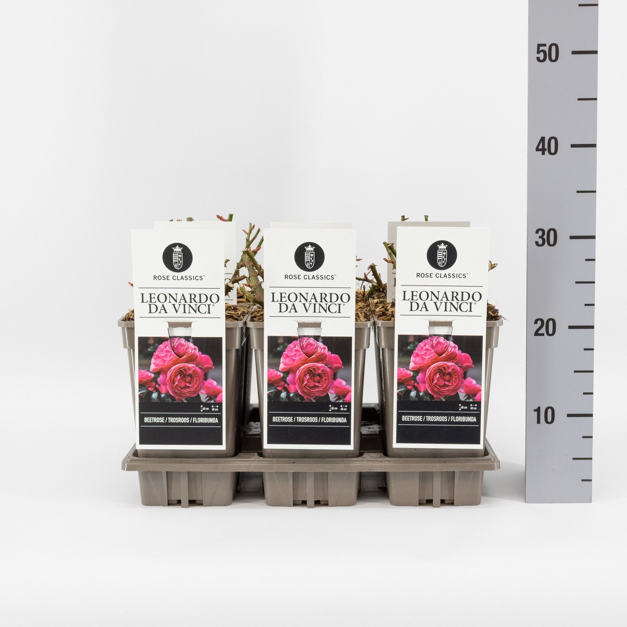 Rosa (F) Leonardo da Vinci ®, C3, D 17