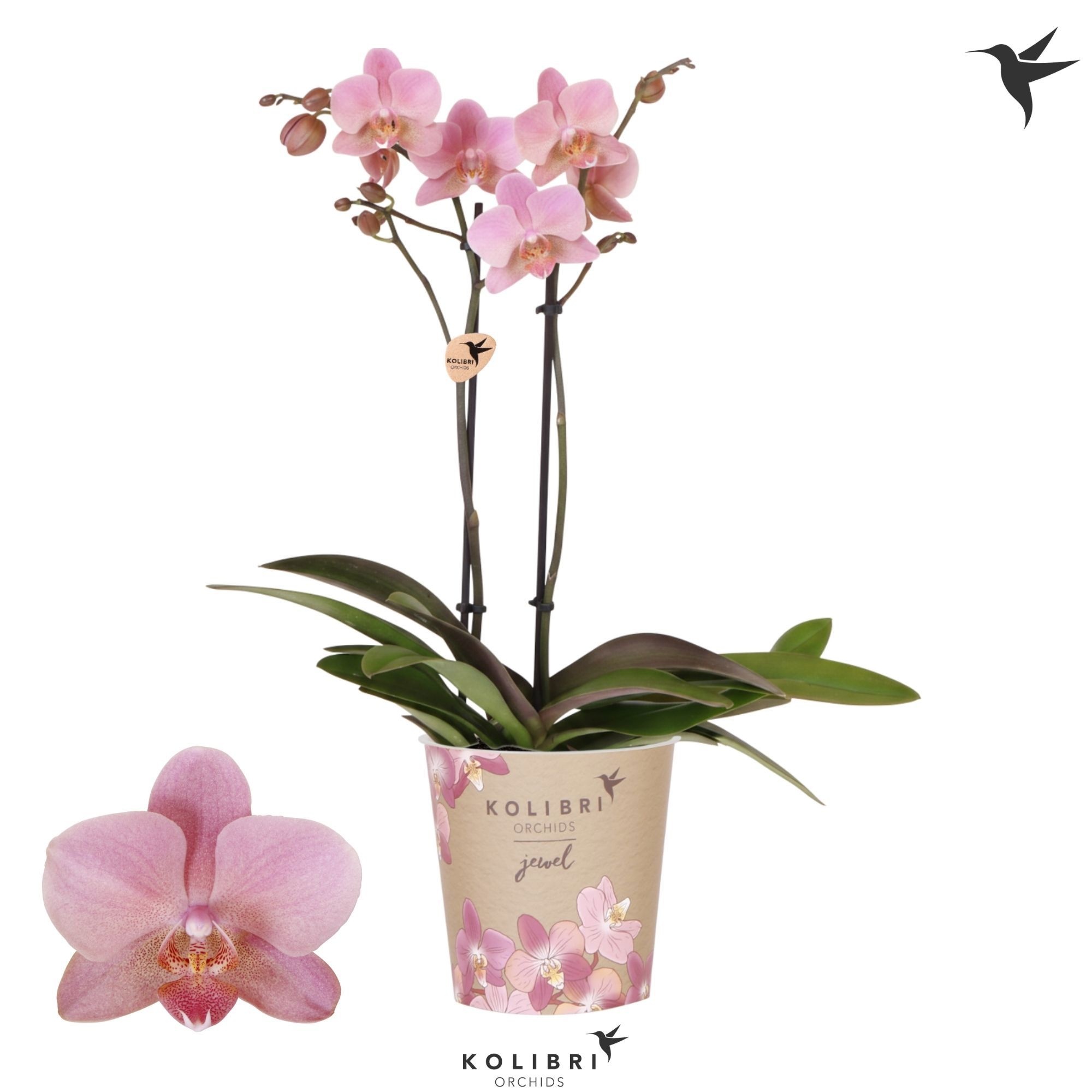 Kolibri Orchids Phalaenopsis Jewel Treviso 2 spike, D 12