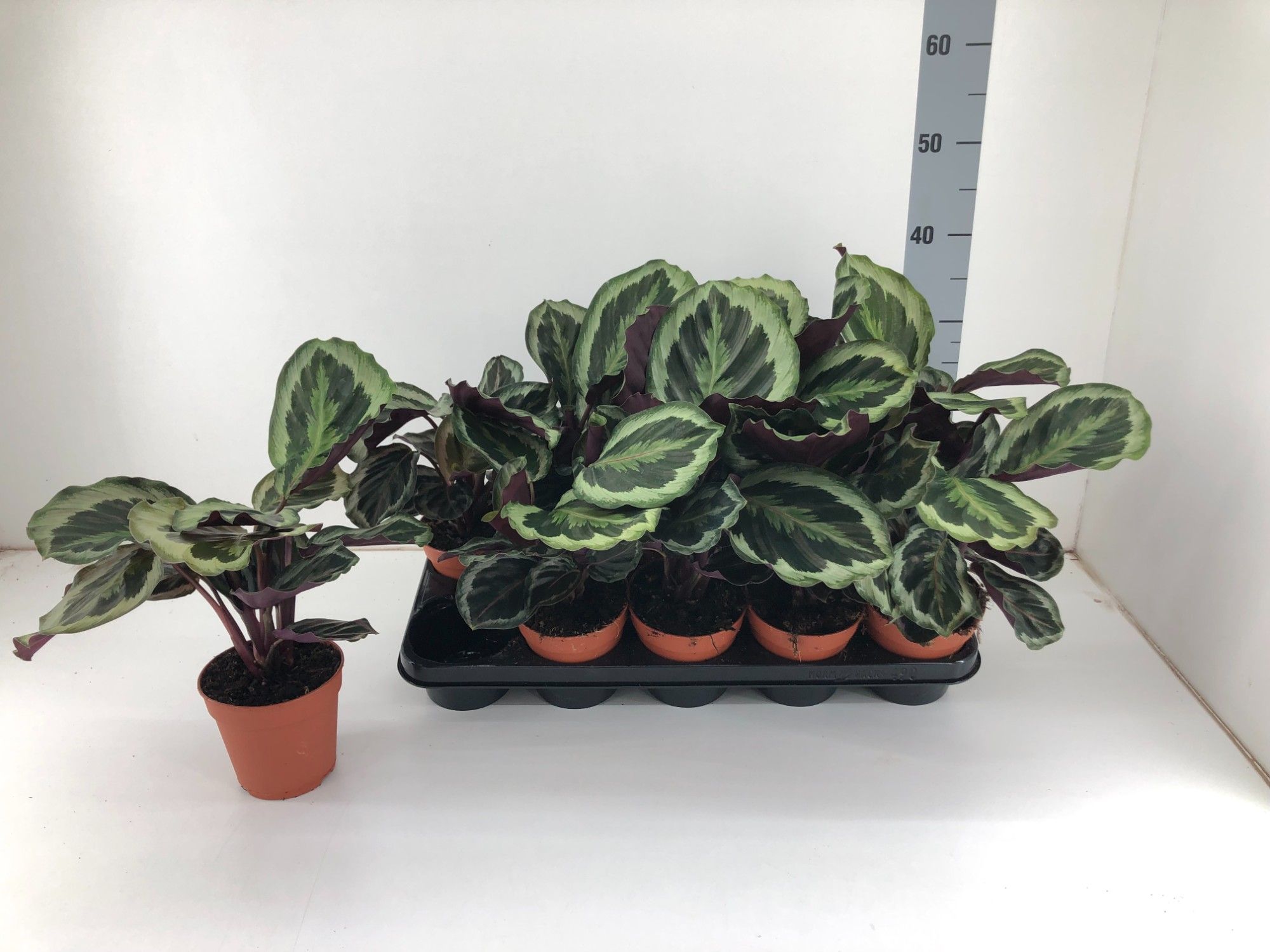 Calathea Marion P12, D 12