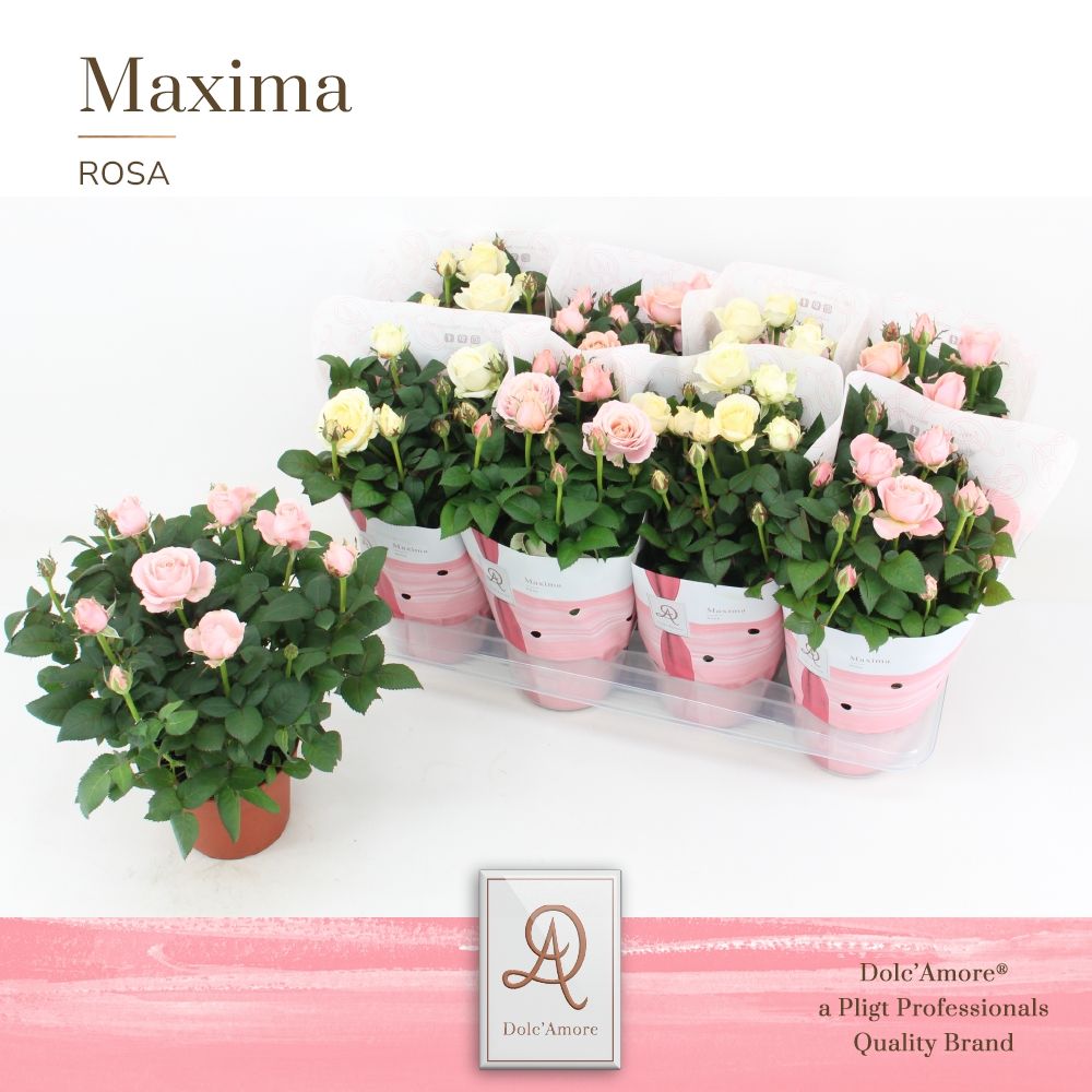 Potroos Infinity Mix Wit/Roze P14 Dolc'Amore® Maxima, D 14