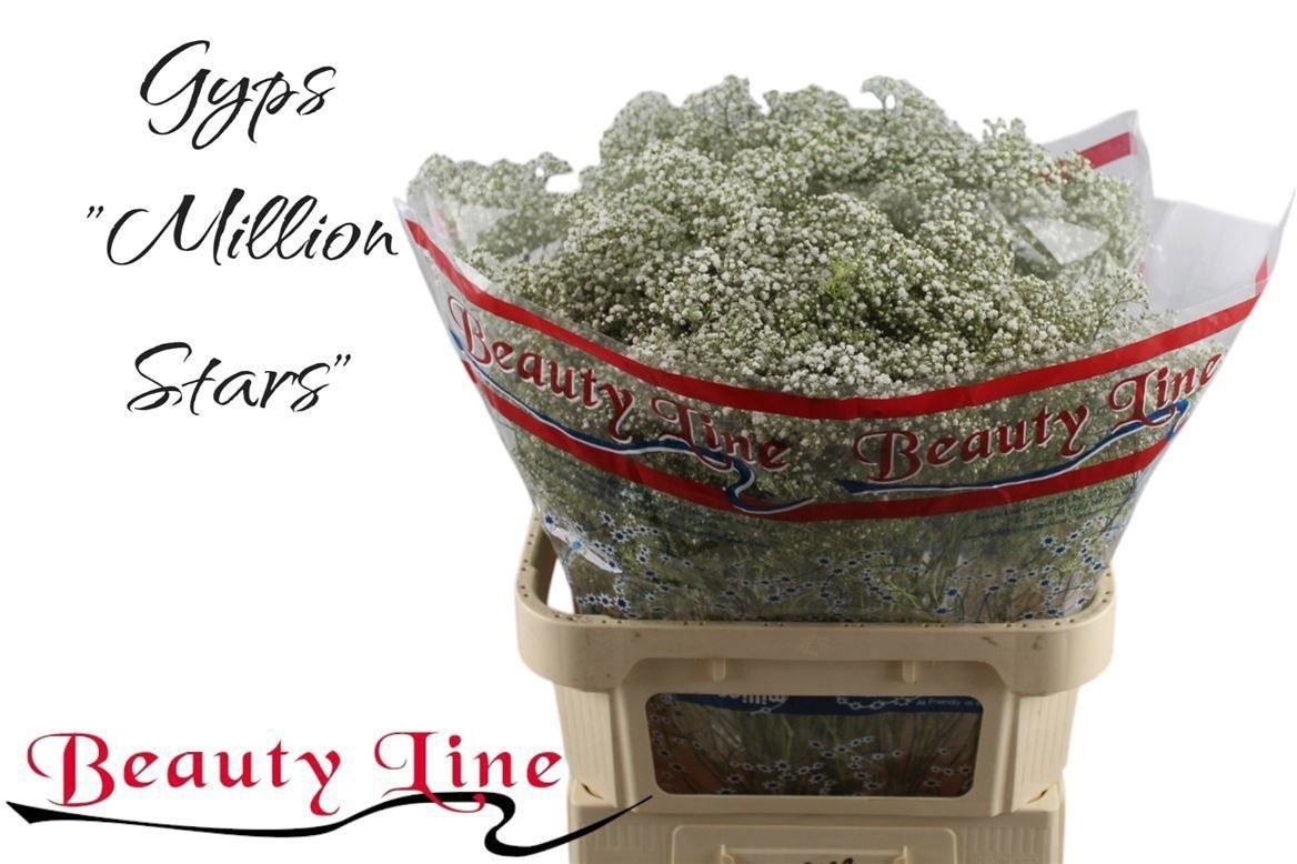 Гипсофила Миллион Стар 80 (бел.), шт.