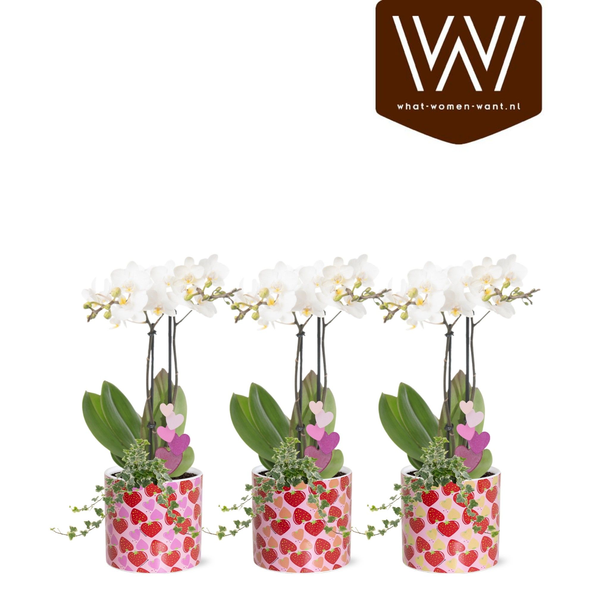 Collectie "Sympathetic Moods" - Arrangement in pot Lonneke | Met bijsteker Hart, D 12