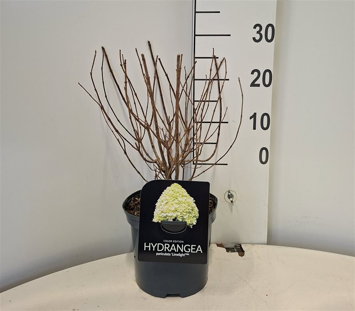 Hydrangea pan 'Limelight', D 19