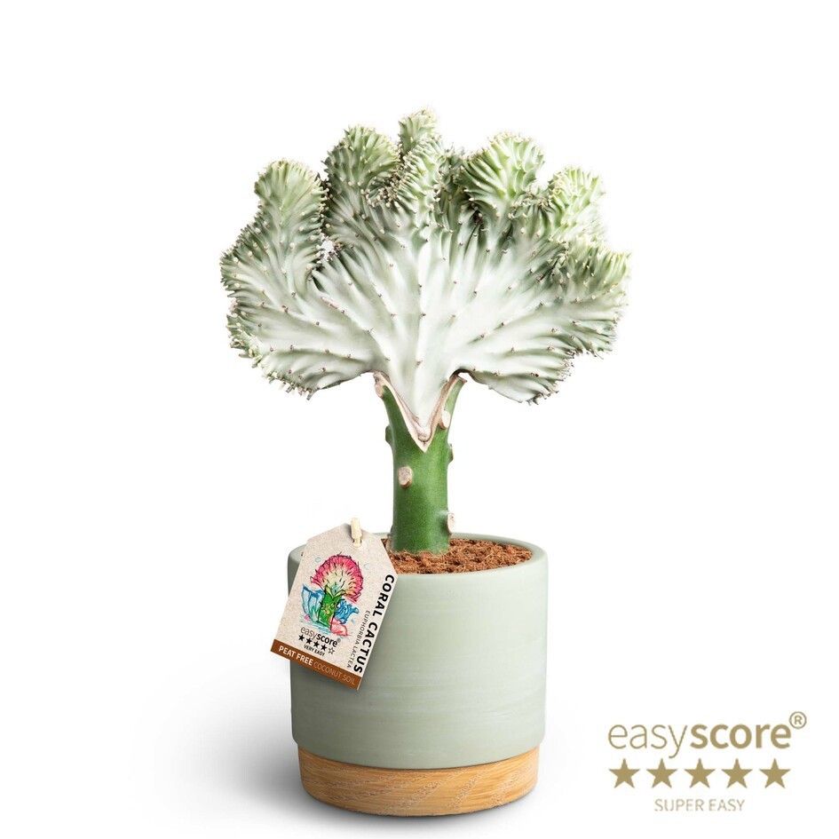 Woodbase Green, Euphorbia lactea, D 12