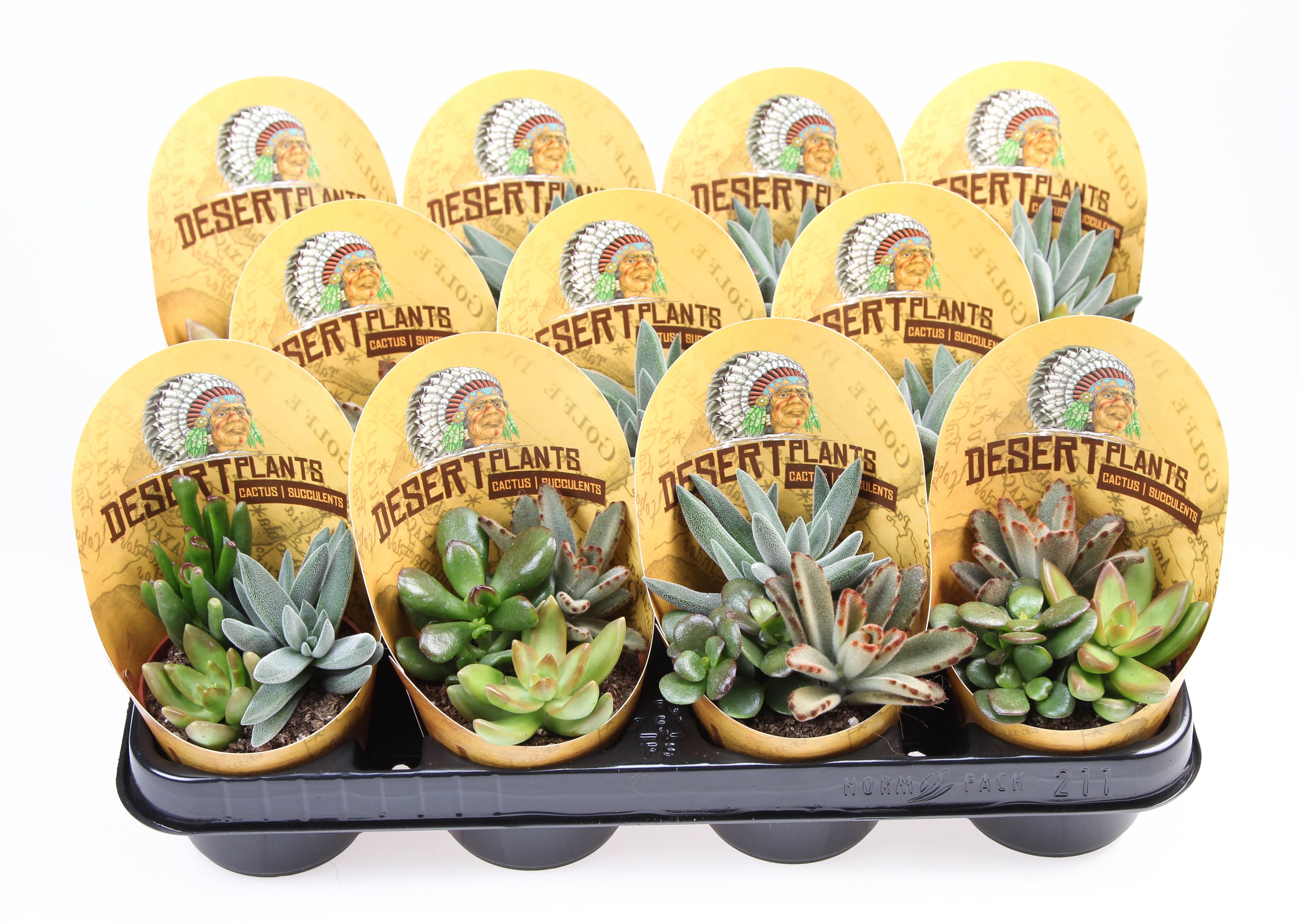 Potcover desert plants succulent trio, D 8,5