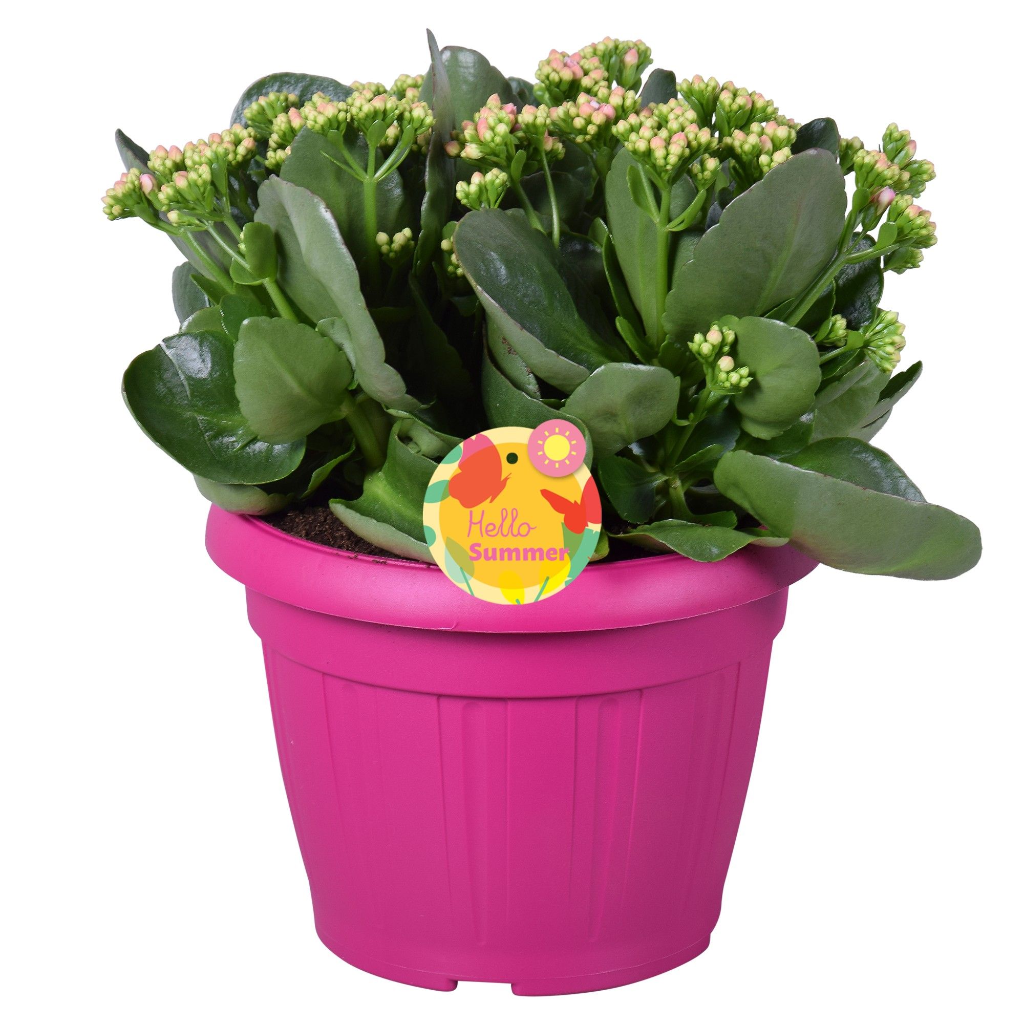 Hello Summer Kalanchoe Blossfeldiana in Patiopot Roze, D 22