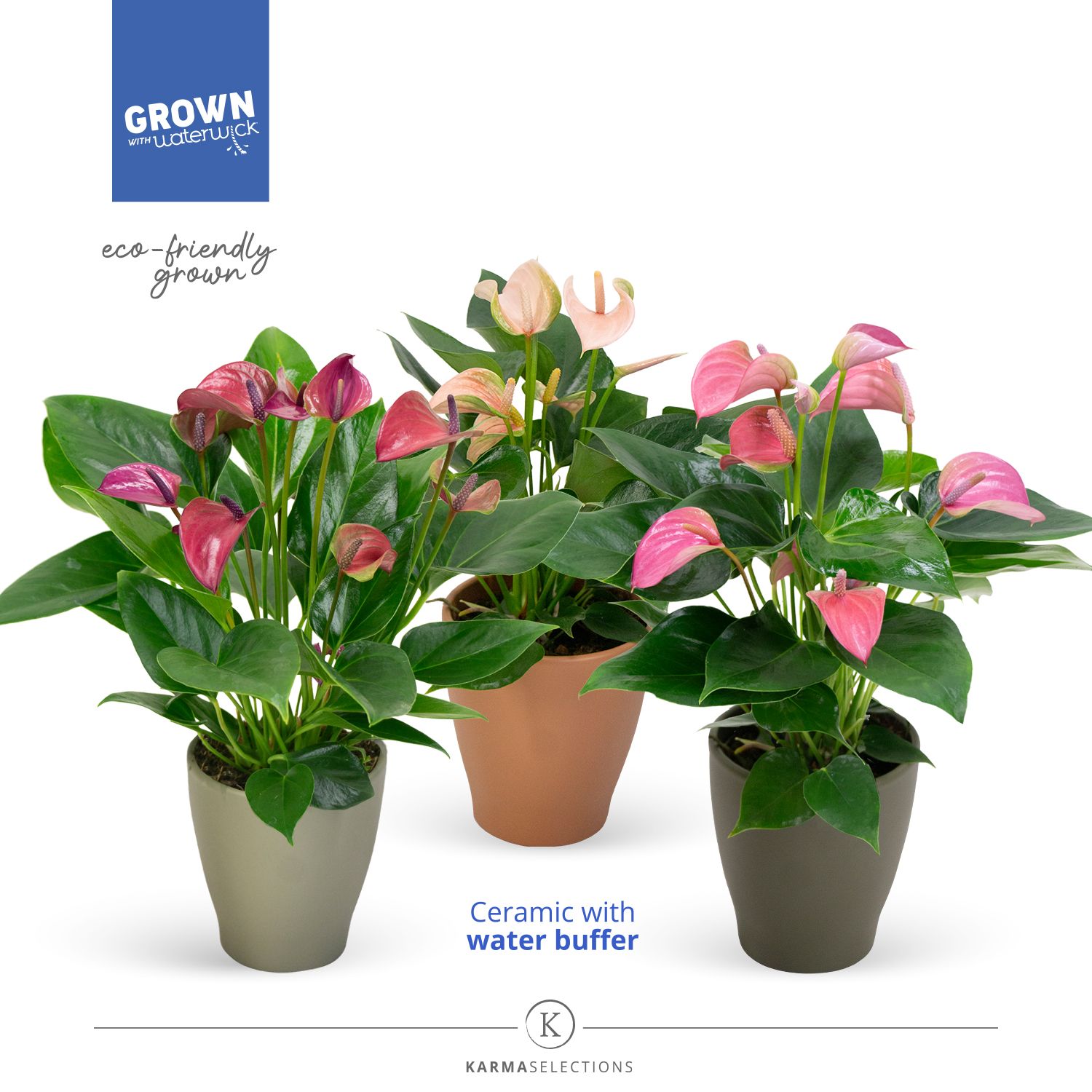 Mimesis Anthurium KARMA Multiflora Mix - Carolina Urban mix, D 12