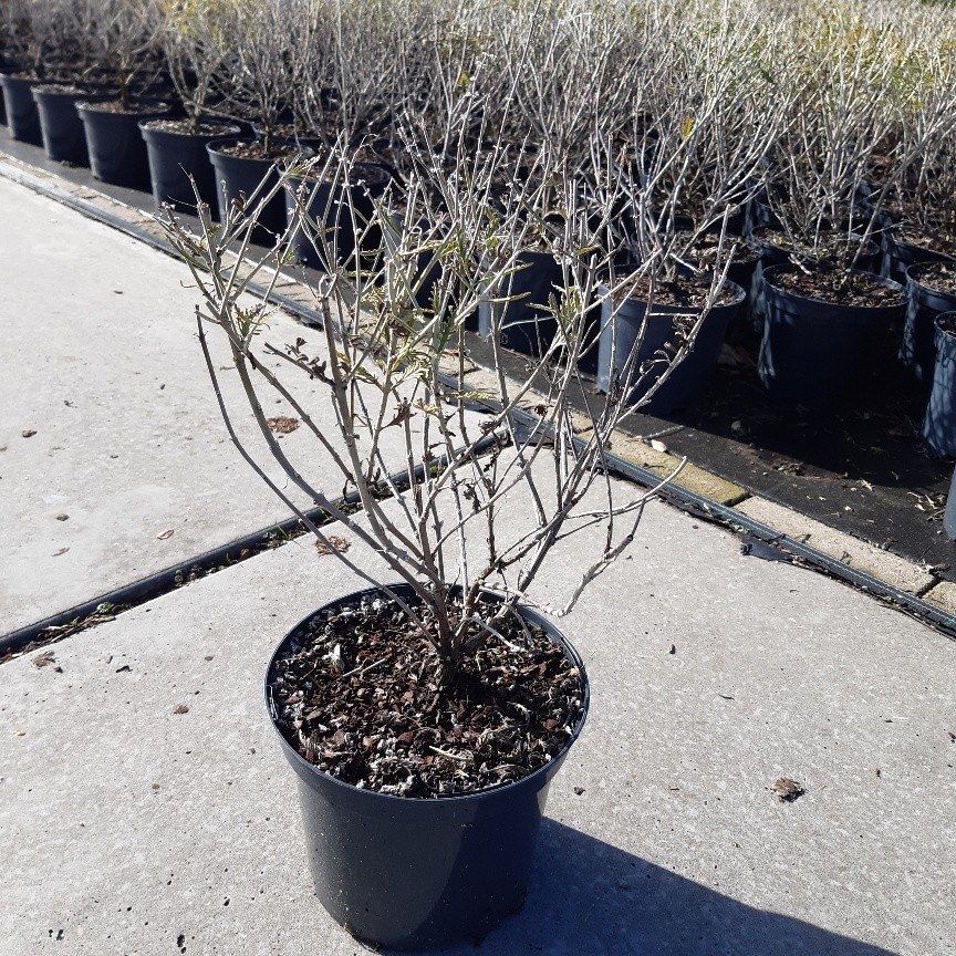 Perovskia Blue Spire, D 19