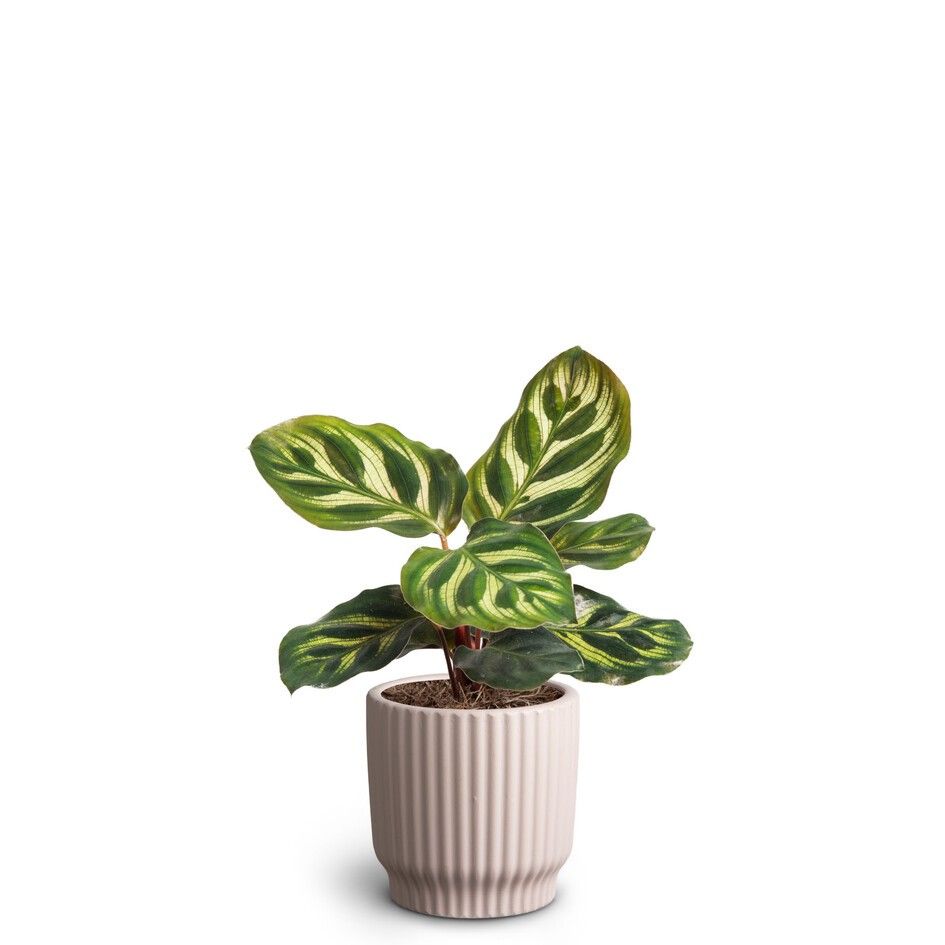 Nordic Lillac, Calathea Makoyana, D 7