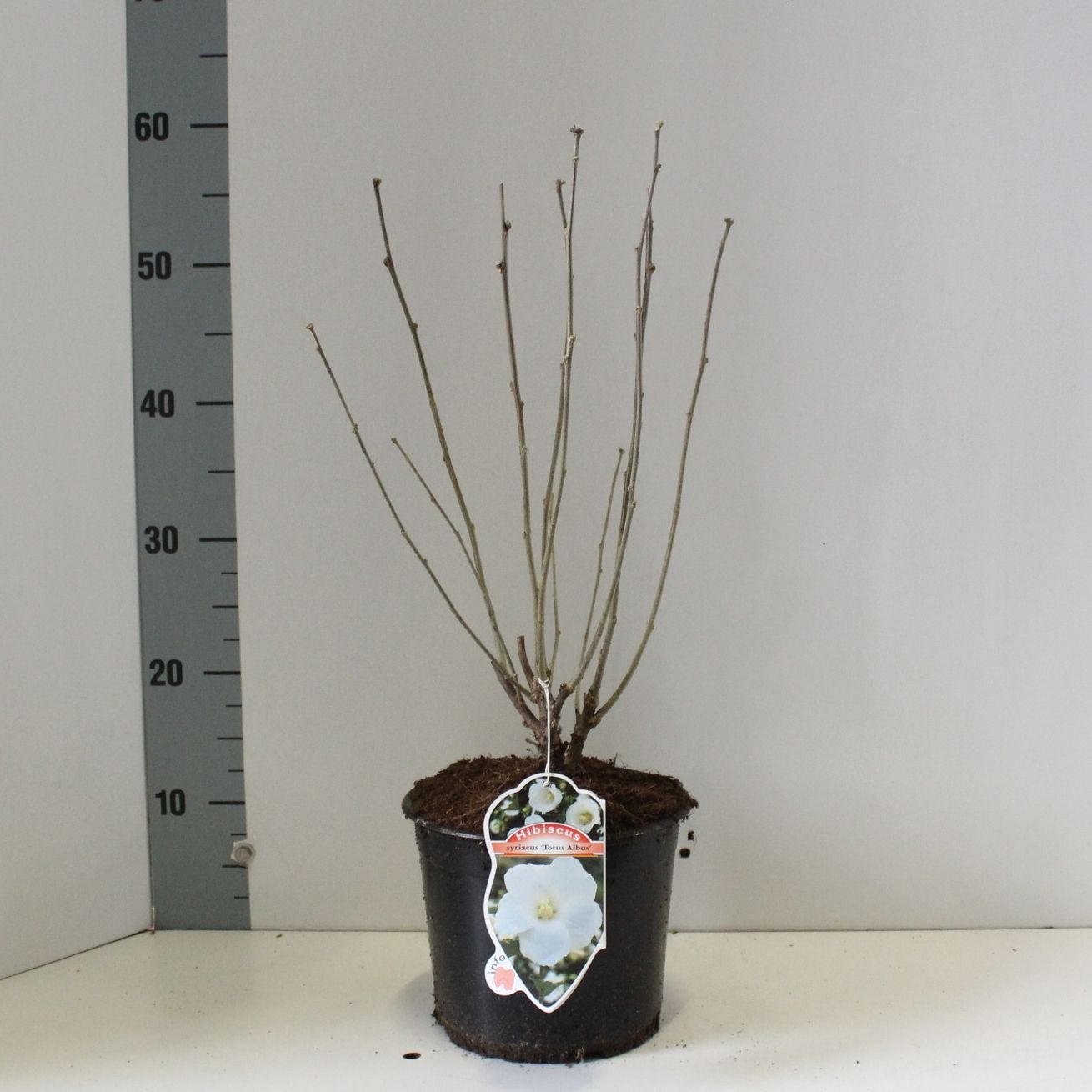 Hibiscus syr. 'Totus Albus', D 19
