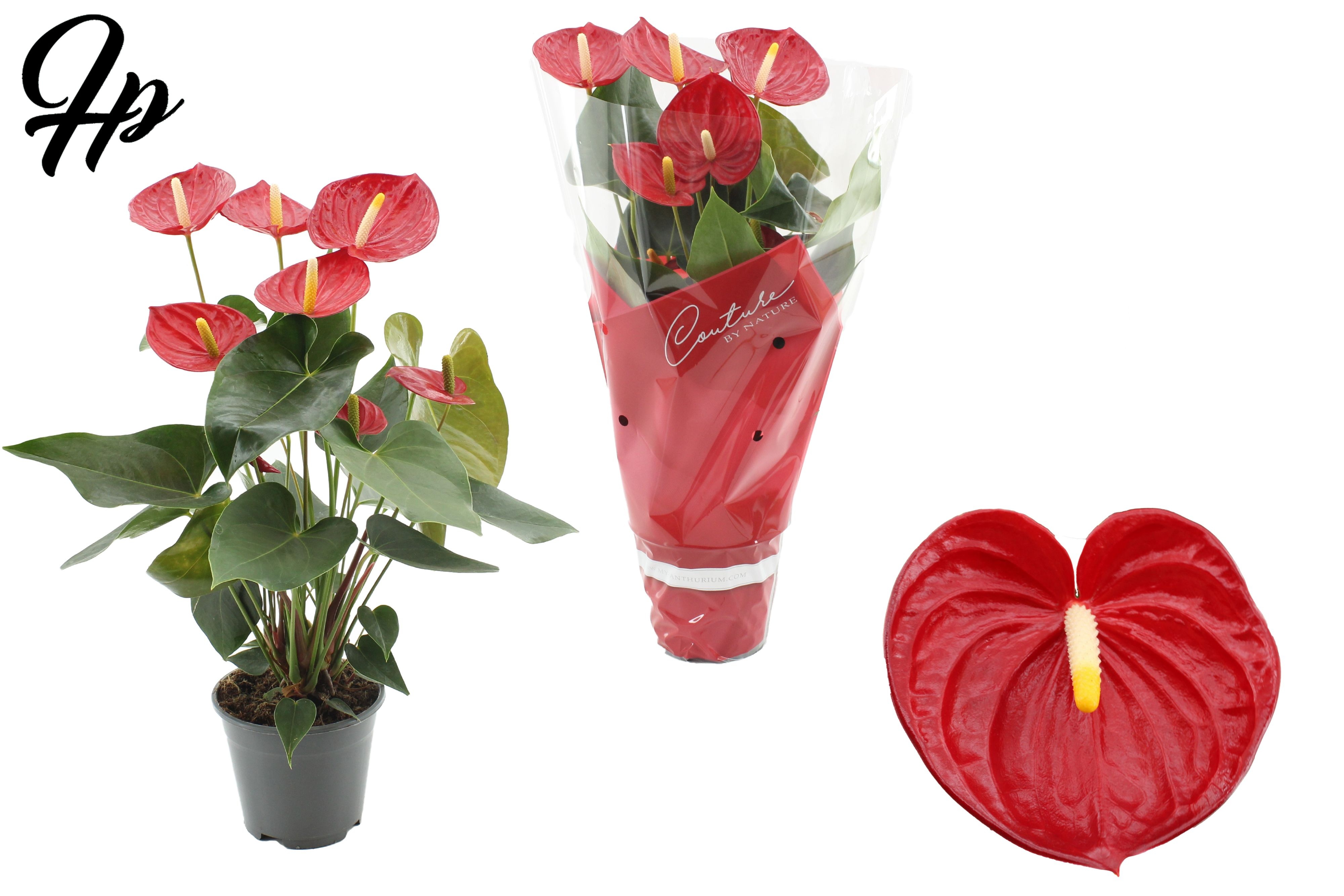 Anthurium Tremendo in Couture sleeve, D 14