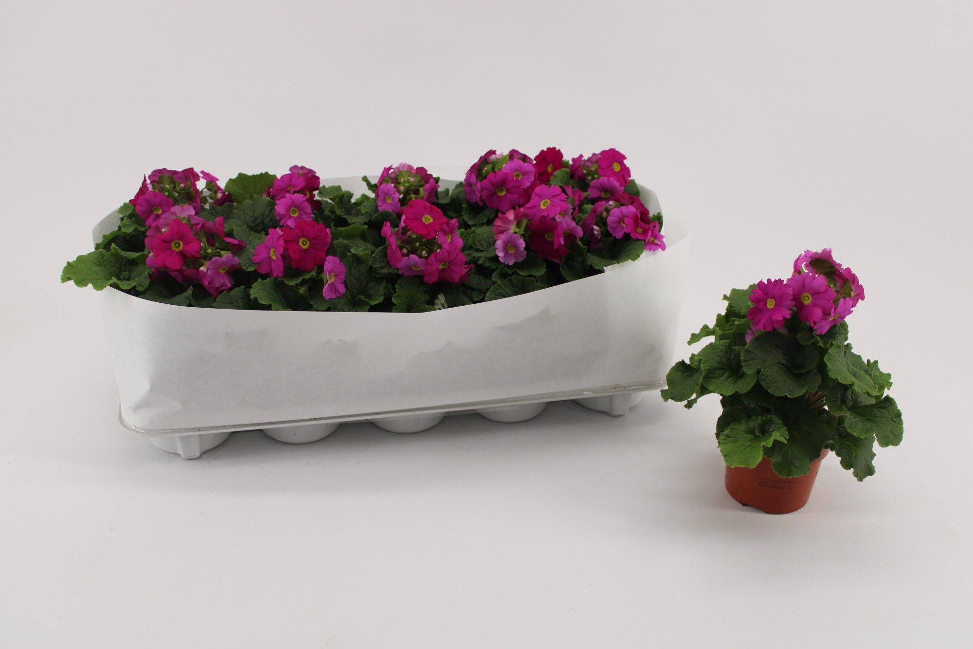 Primula Obconica Magenta, D 10,5