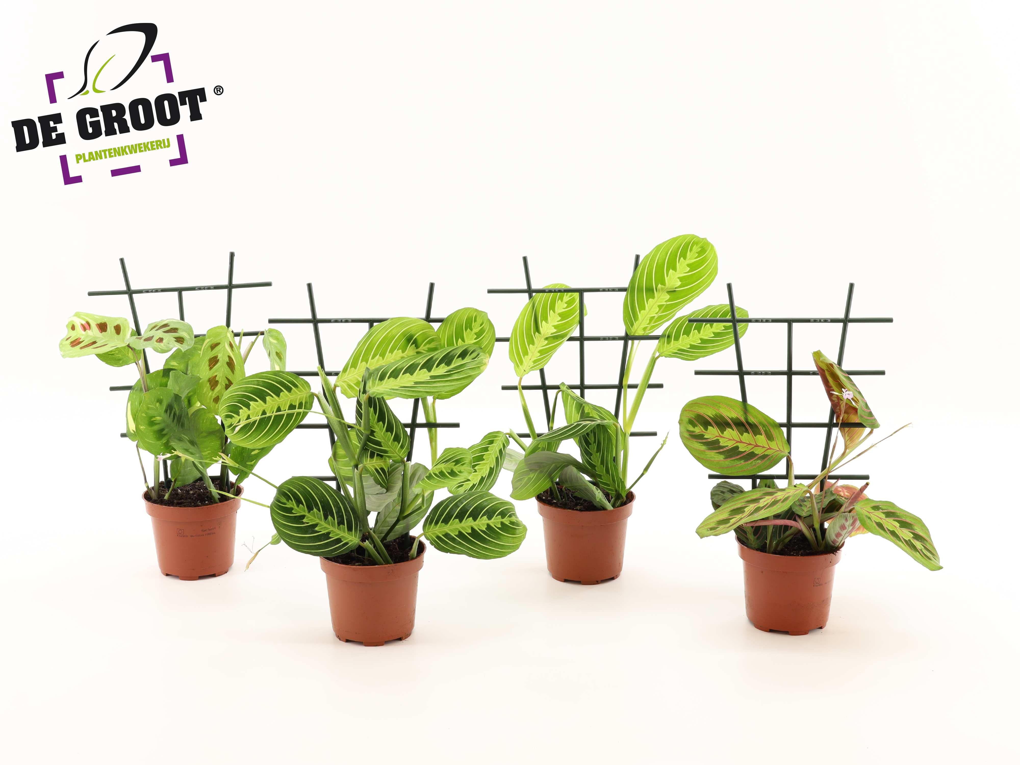 Maranta mix met rekje, D 12