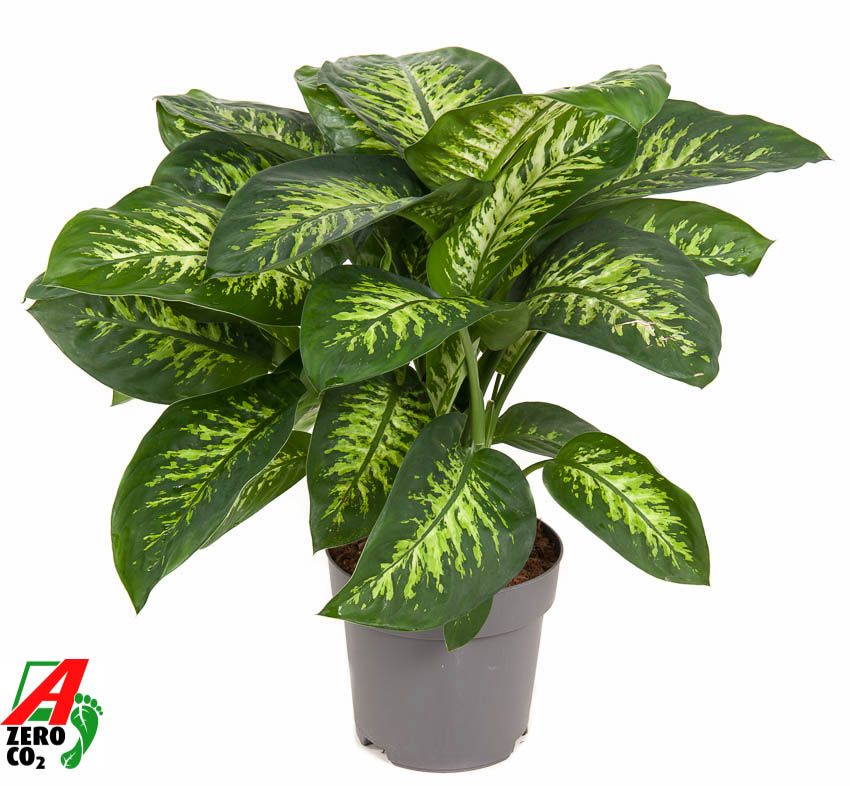 Dieffenbachia Reeva P24, D 24