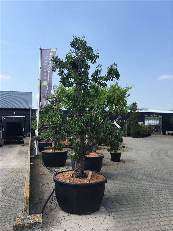 Pyrus c. 'Doyenné du Comice', D 112