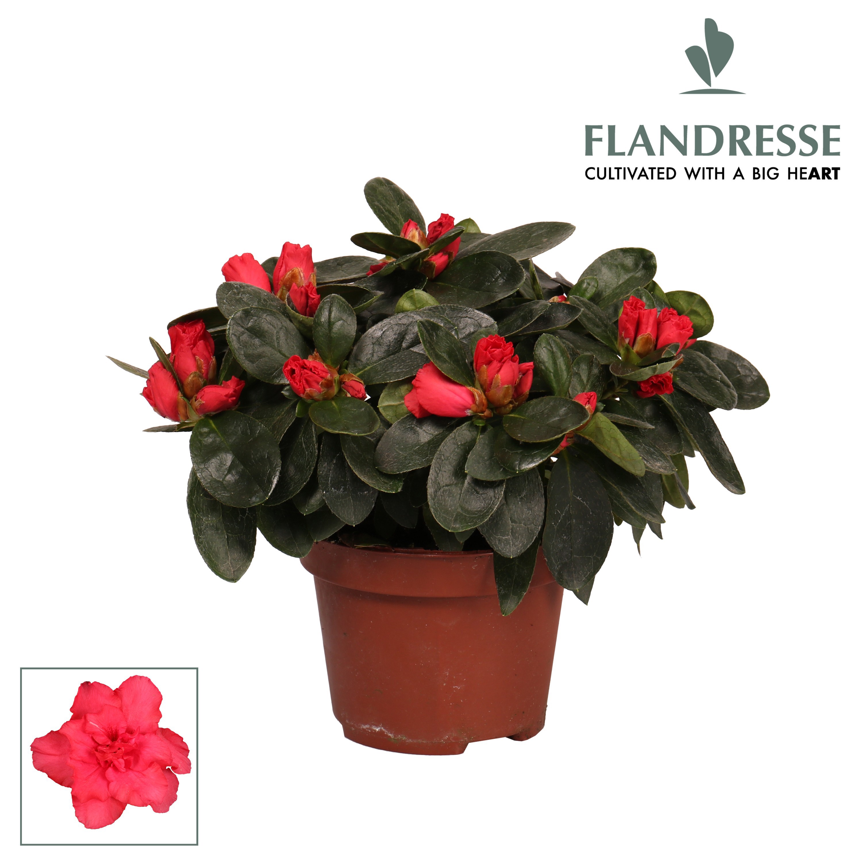 Azalea Flandresse® 'rood' 17+ cm, D 10,5