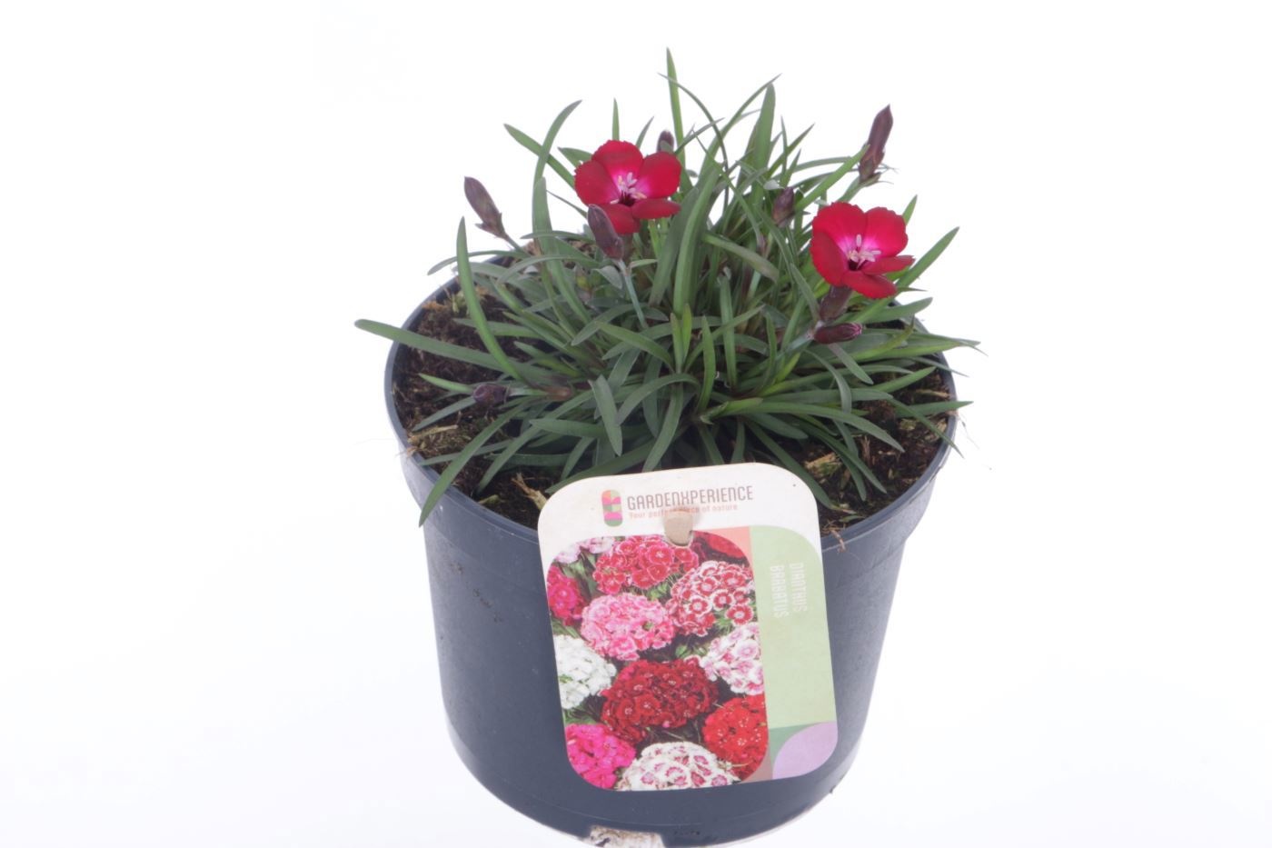 Dianthus barb. Barbarini Red, D 13