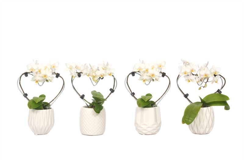 Dolomite p06 White Phal Tiny Dolls heart white 2T12+ Aqu@, D 6