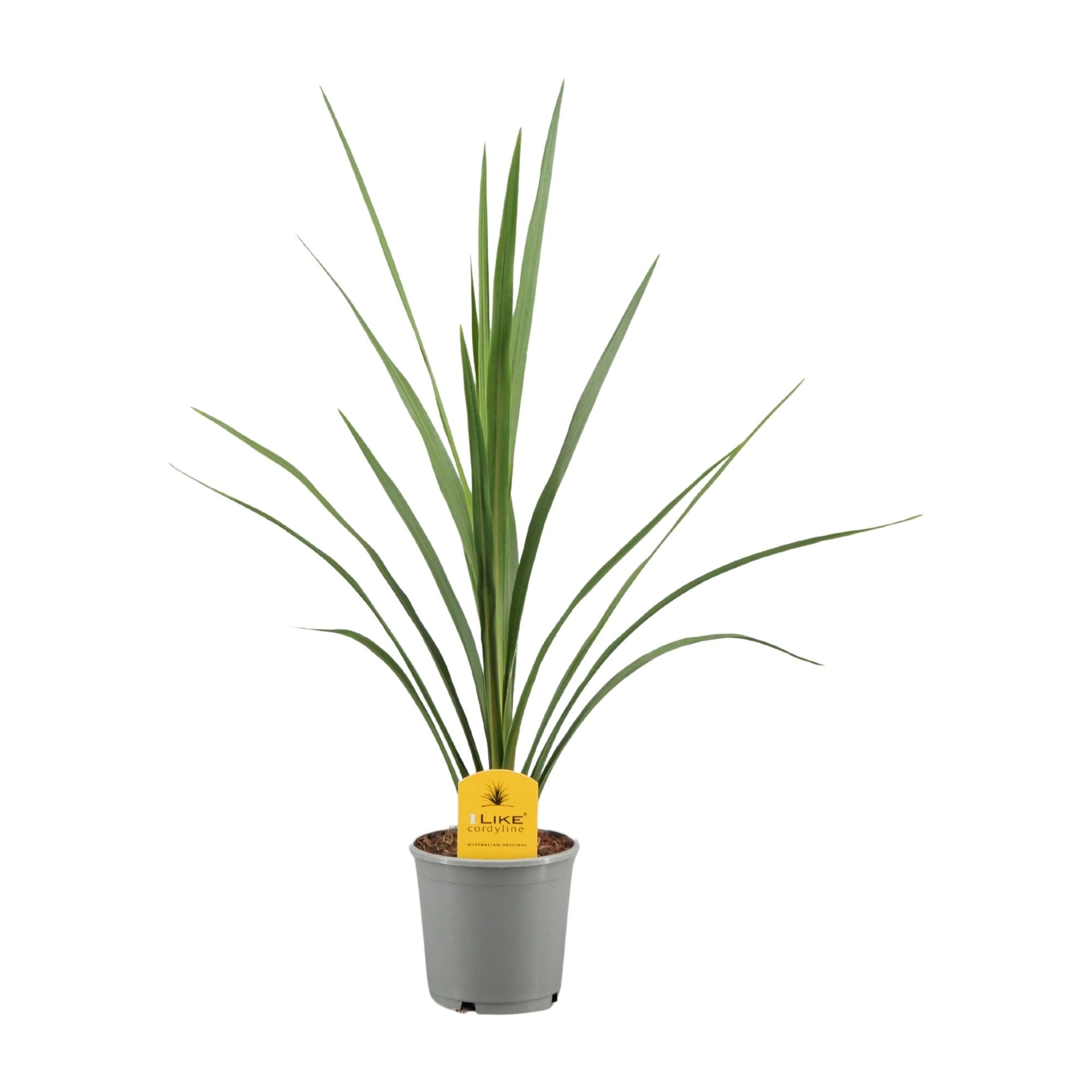 Cordyline Australis Verde - 13cm, D 13