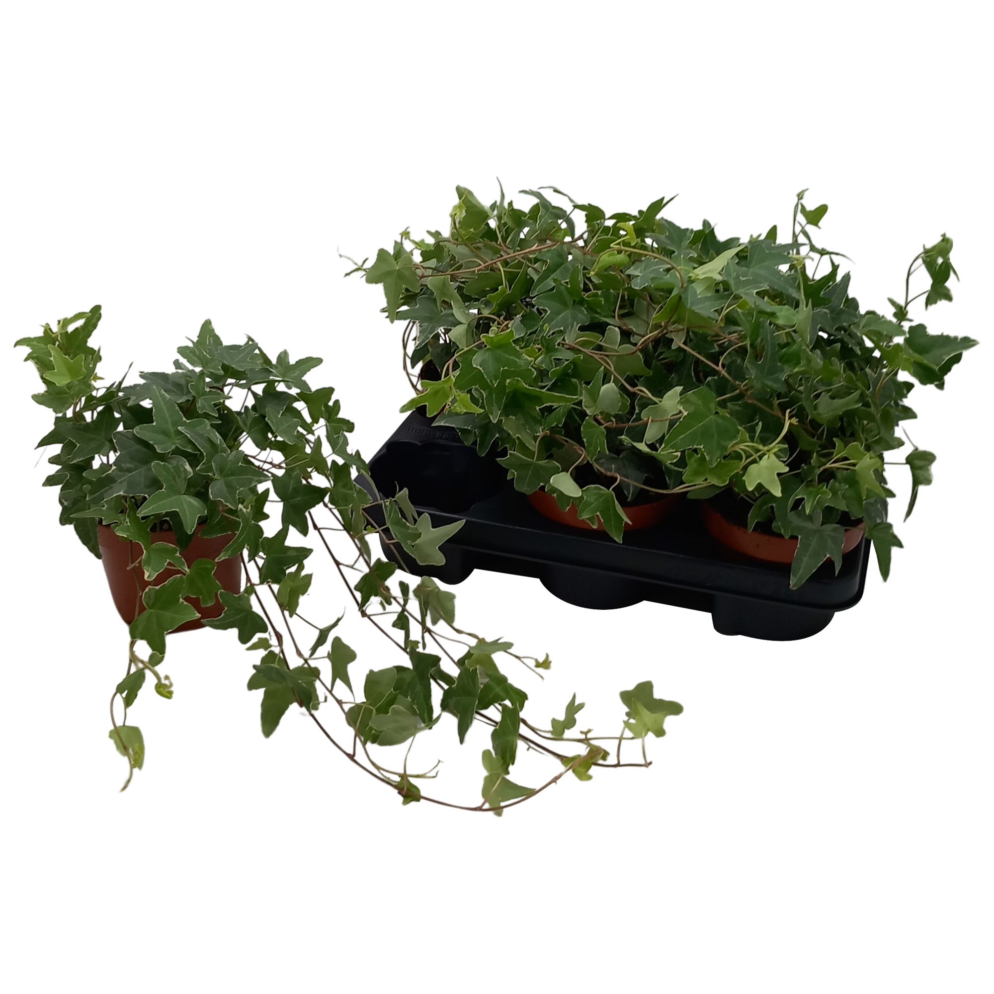 Hedera helix 'Mona Lisa', D 13