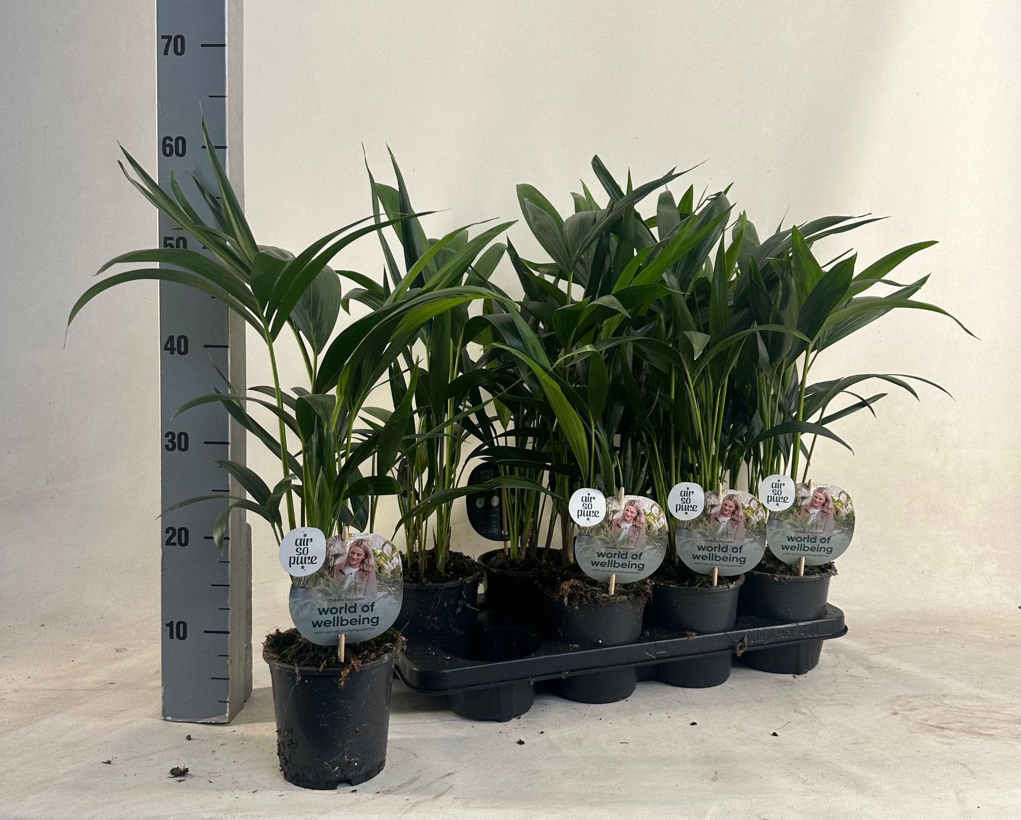 KENTIA - P13 H45 - 6PP - Air So Pure (Howea forsteriana), D 13