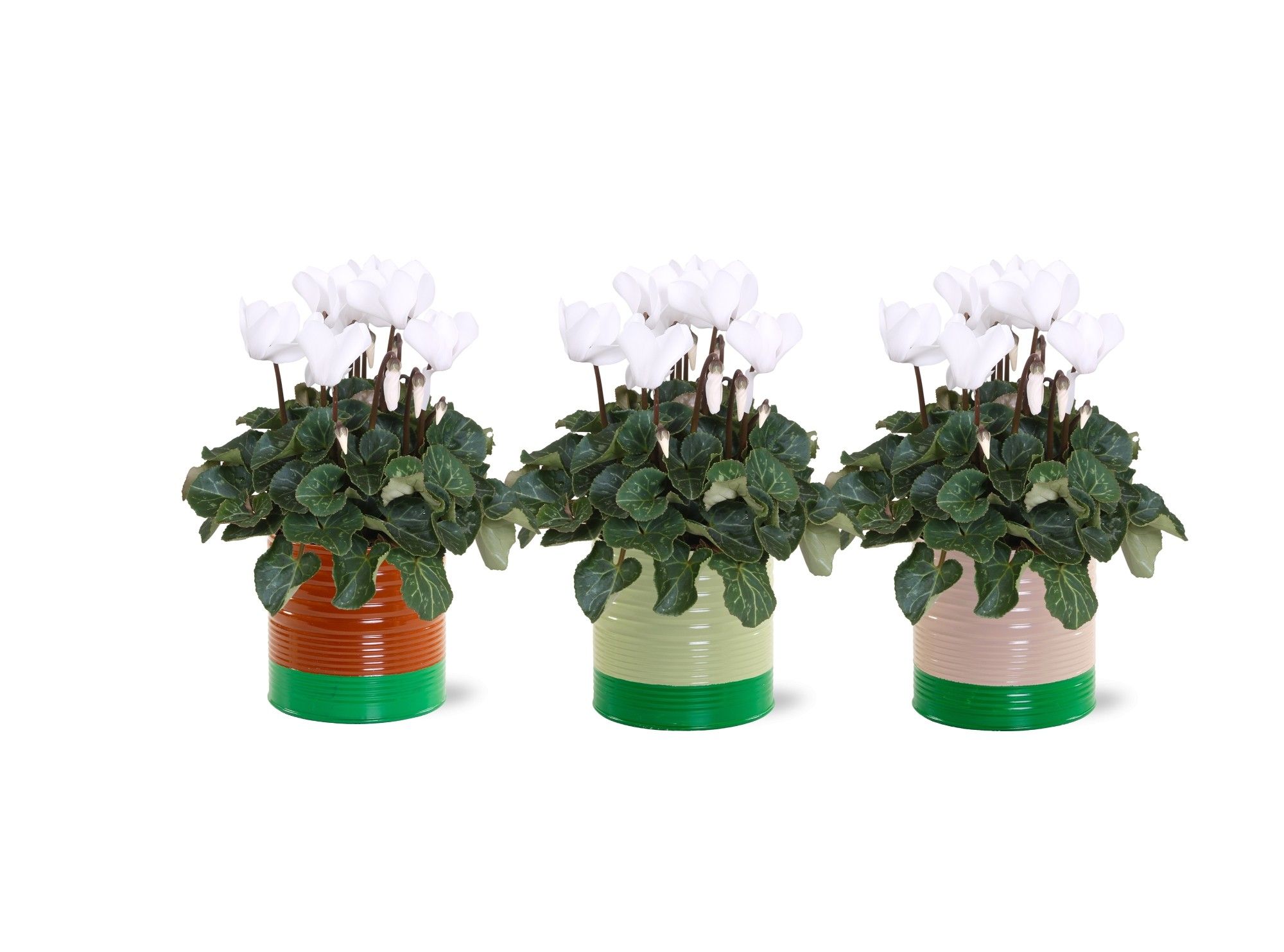 Collectie "Natural Bubble" Cyclaam Wit in zinken pot Nola, D 12