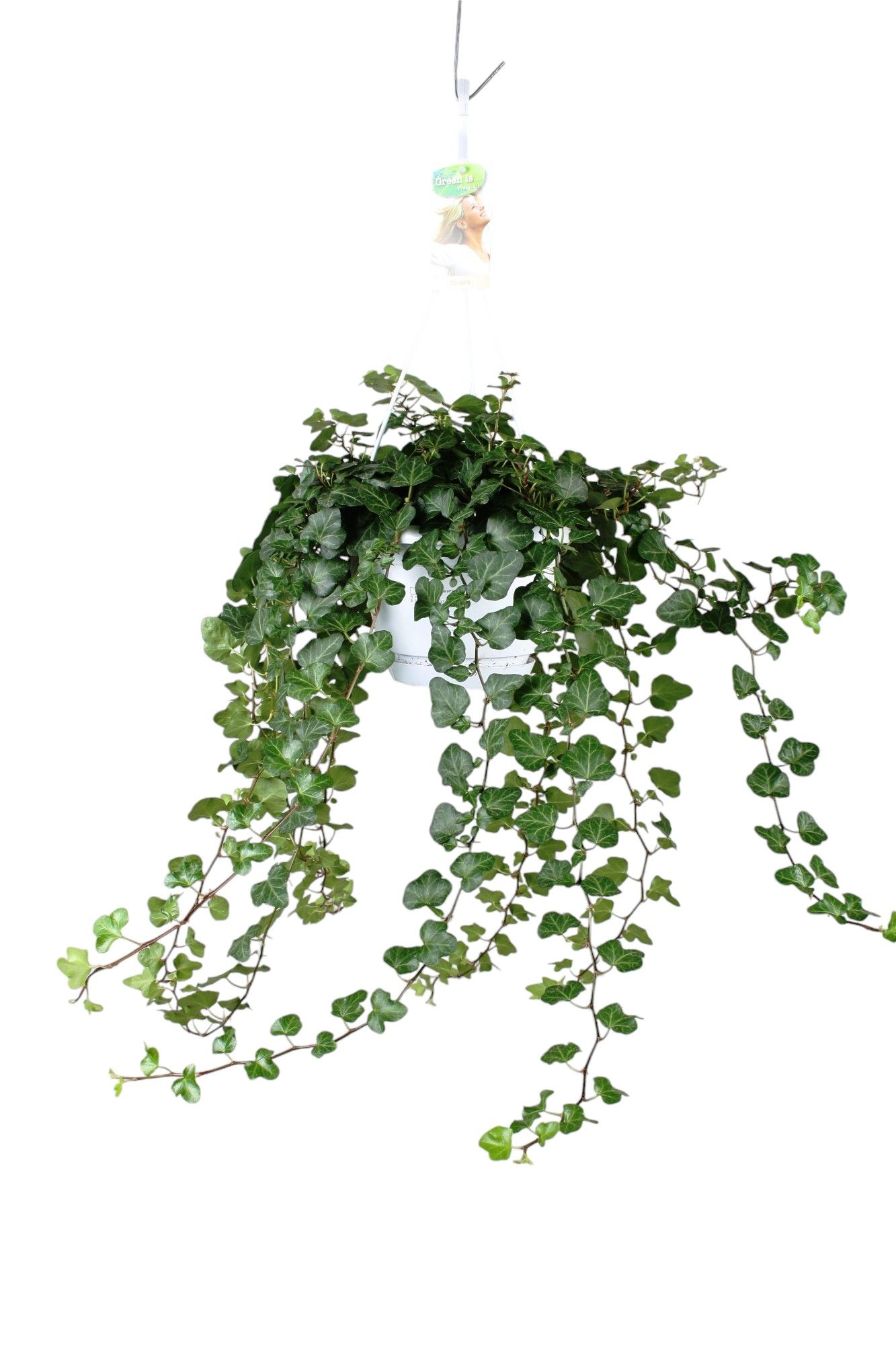 Hedera helix Wonder - hang/XXL, D 17