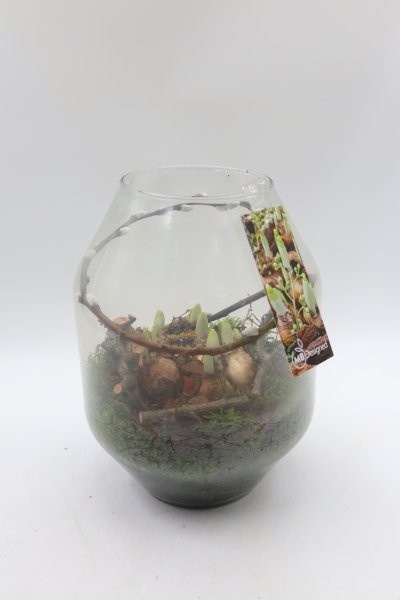 Narcis, glas Malaga, D 19