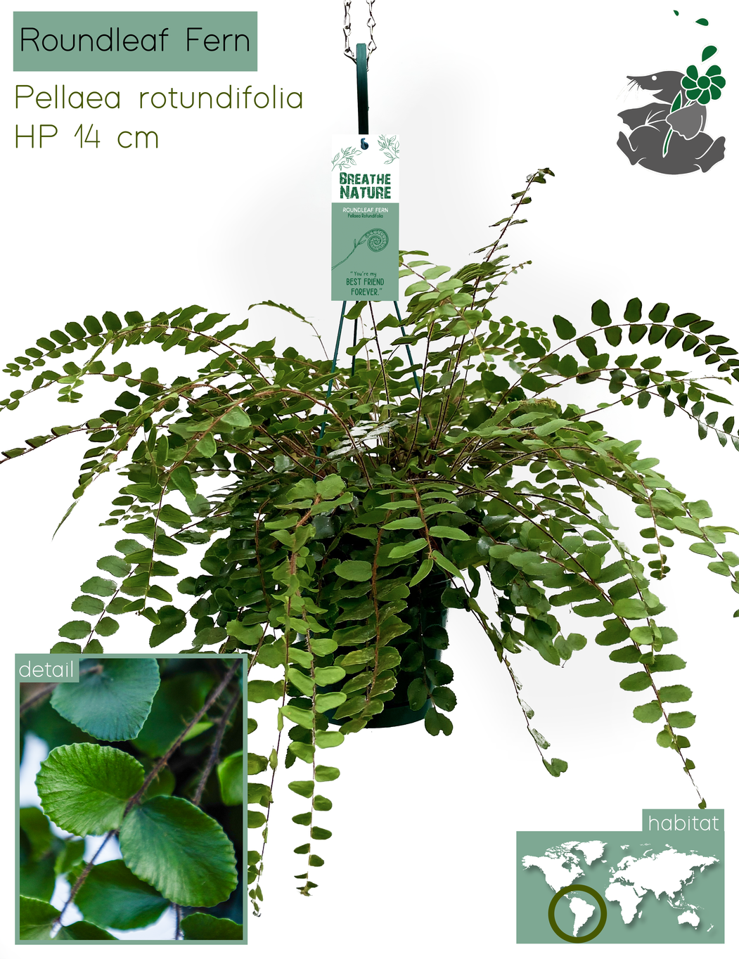 Pellaea Rotundifolia HP14, D 14