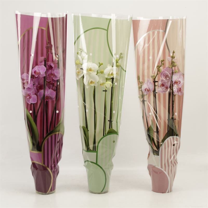 Phalaenopsis gemengd 4 tak gemengd in Leandra hoes, D 12