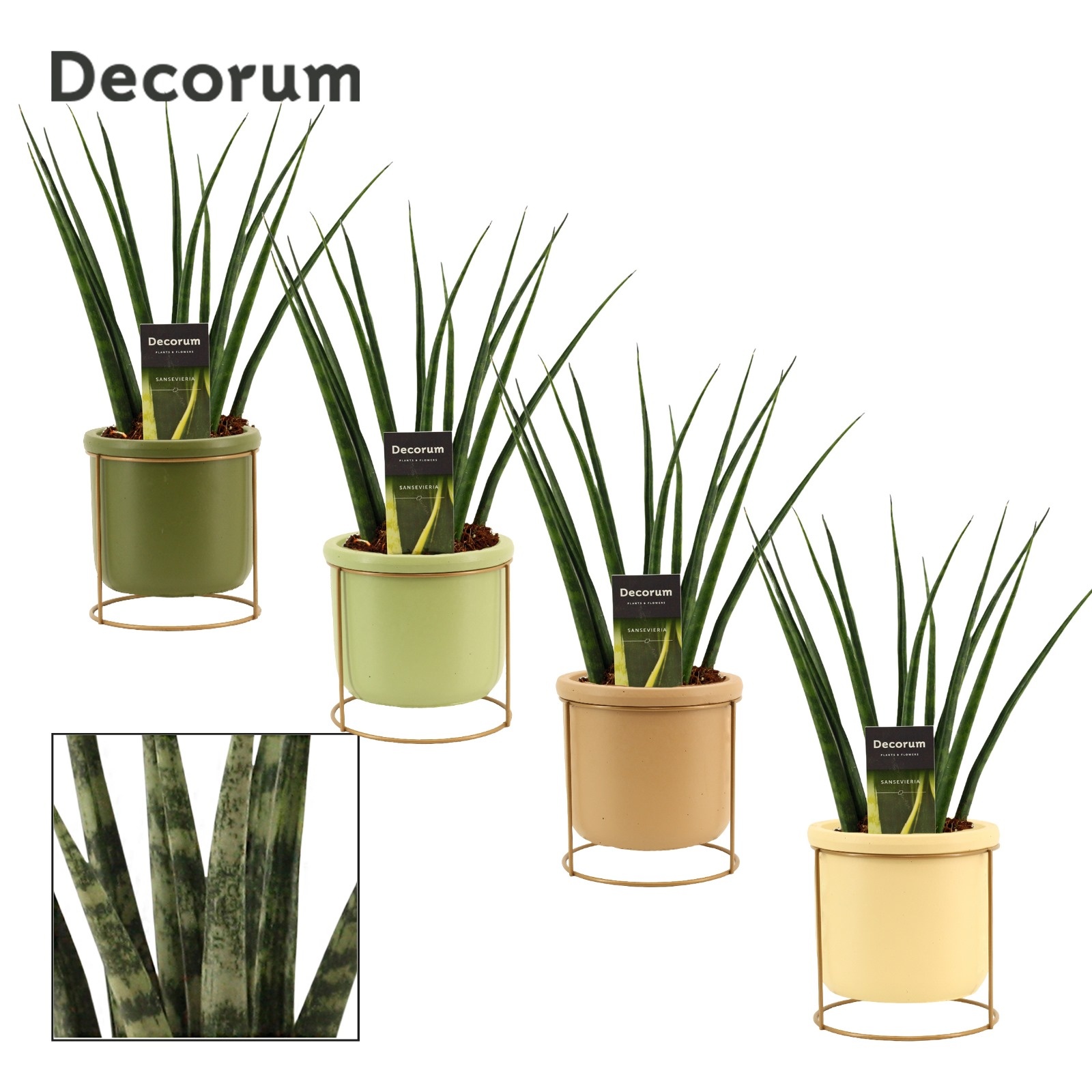 Sansevieria Fernwood 12 cm in Lynn (Silent moods-collection), D 12