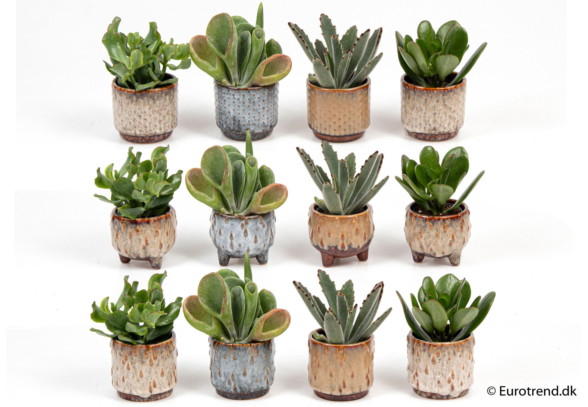 Succulent mix in ceramic - New Look 2025, D 6