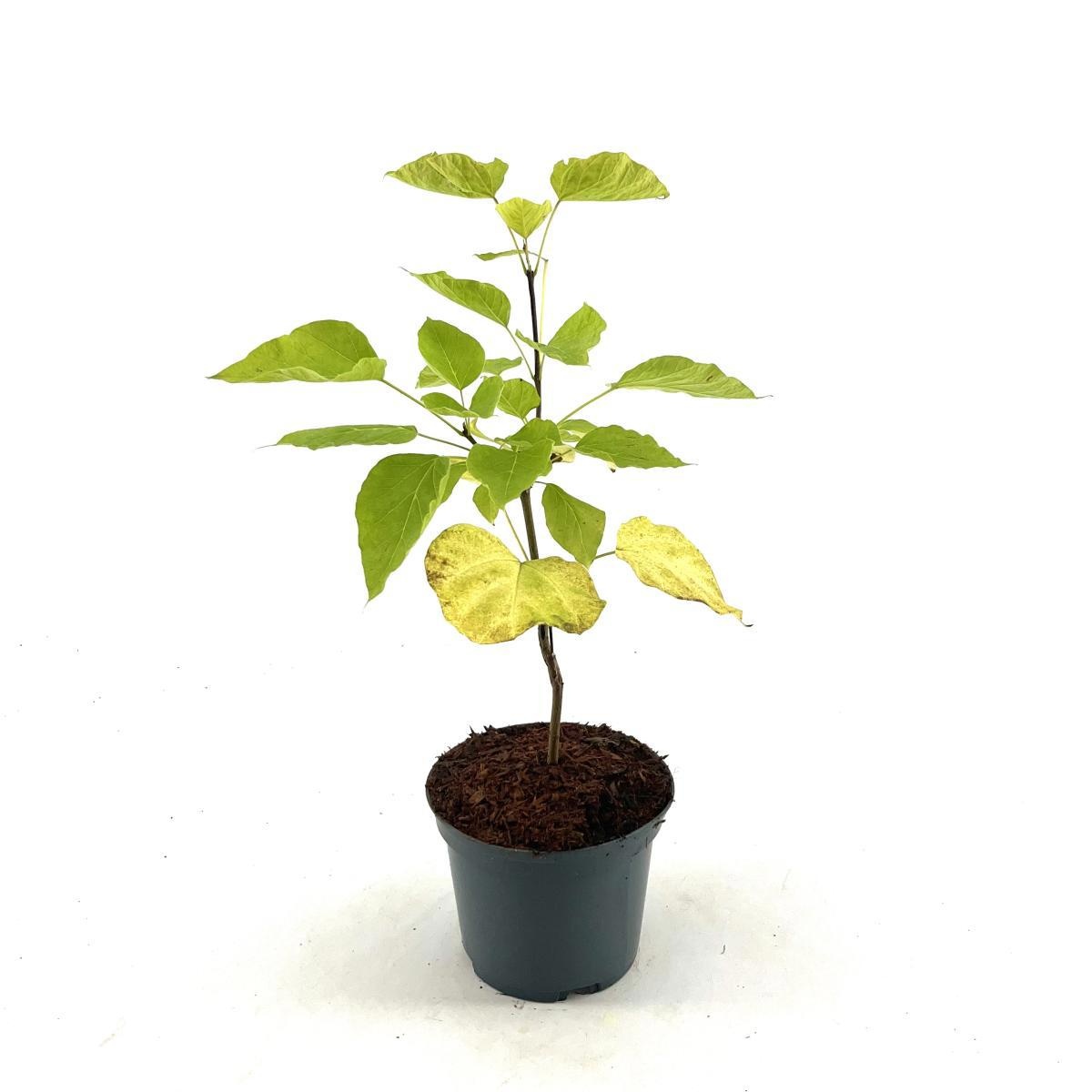 Catalpa bignonioides 'Aurea', D 17