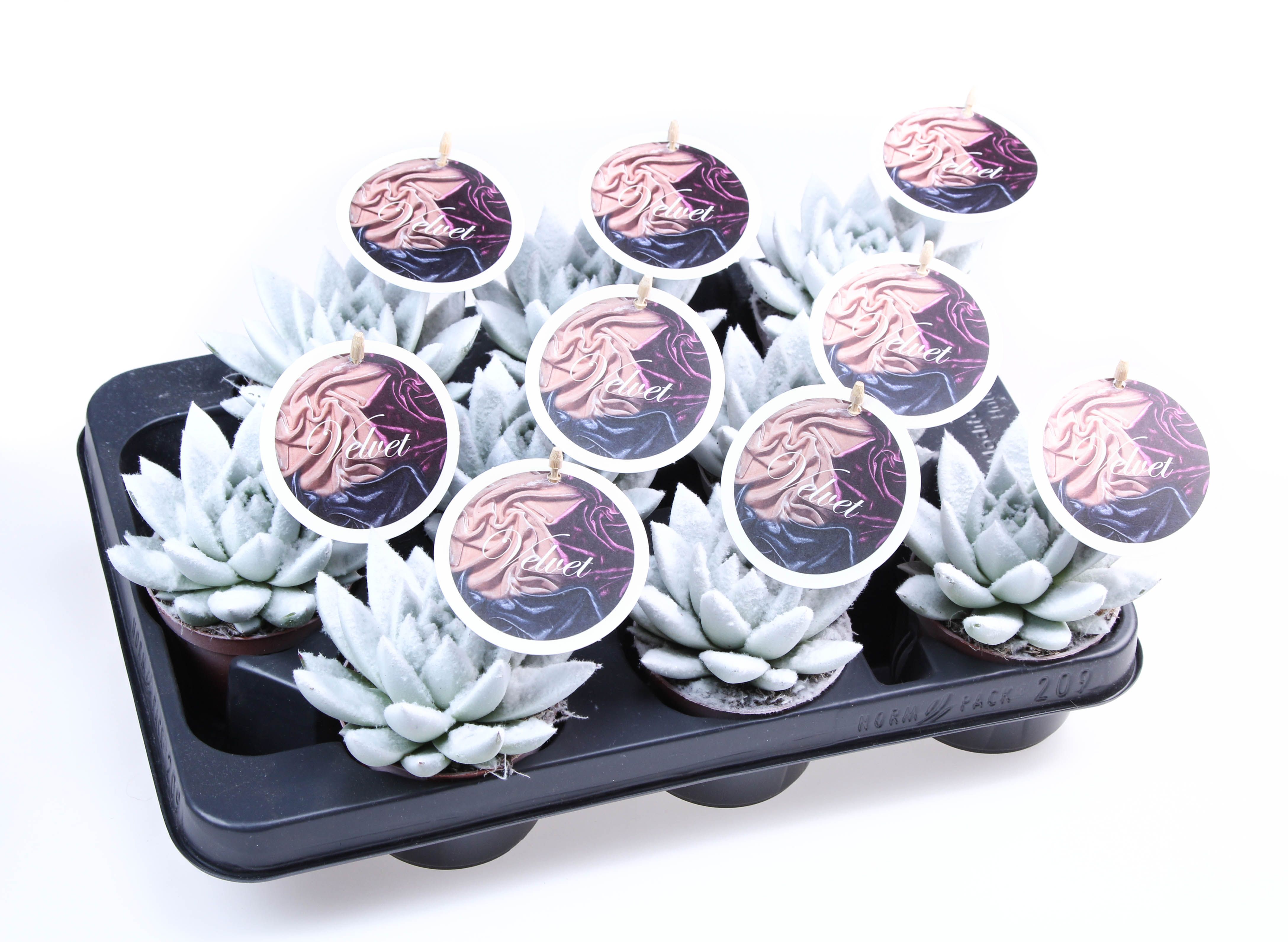 Velvet wit + etiket, D 8,5