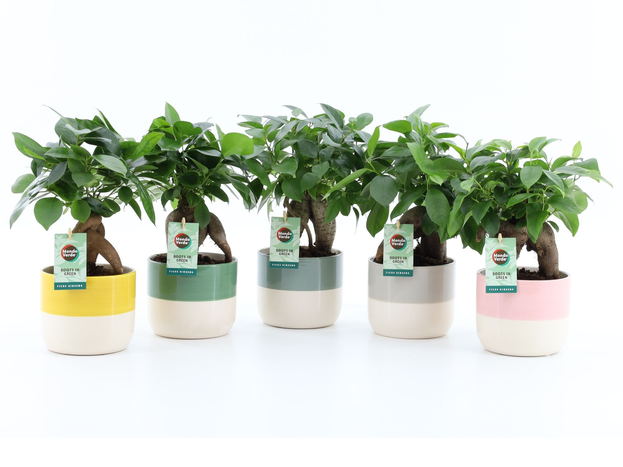 Ficus microcarpa Retusa in Two Tone keramiek, D 13