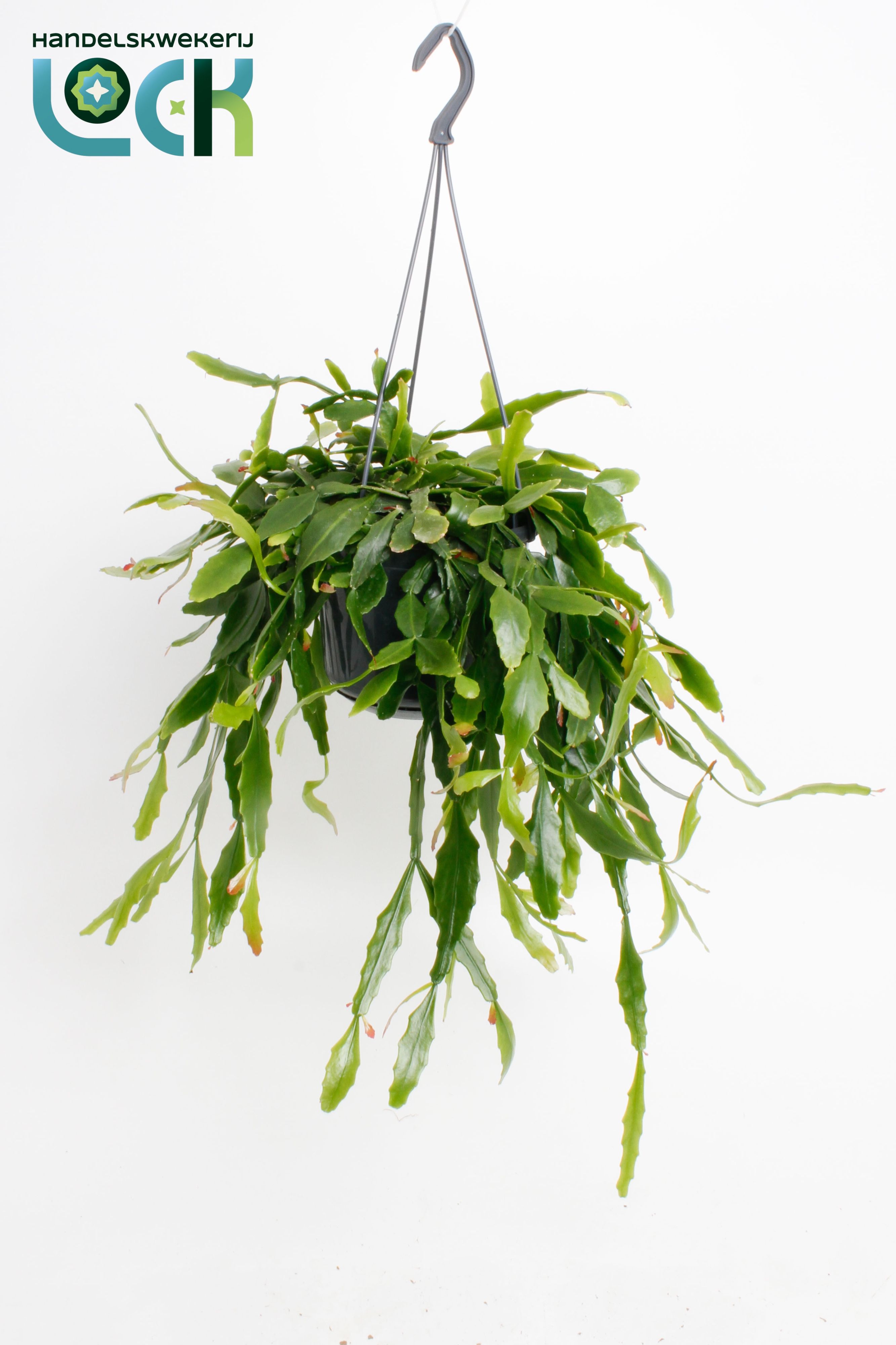 Rhipsalis Crispata, D 15