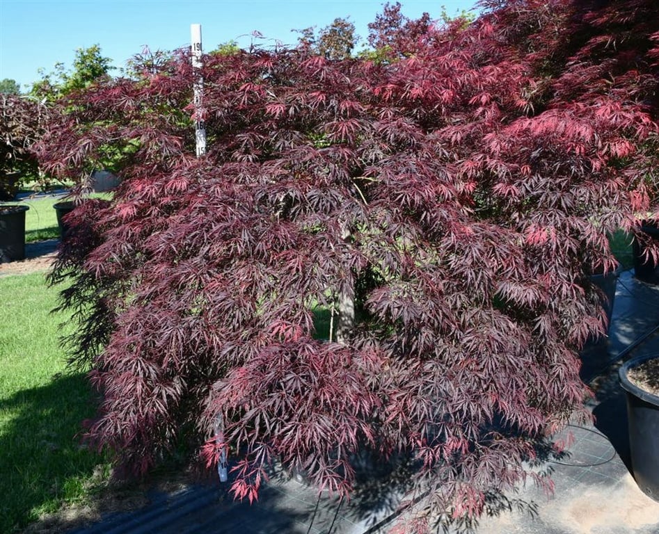 Acer pal. 'Inaba-shidare', D 80