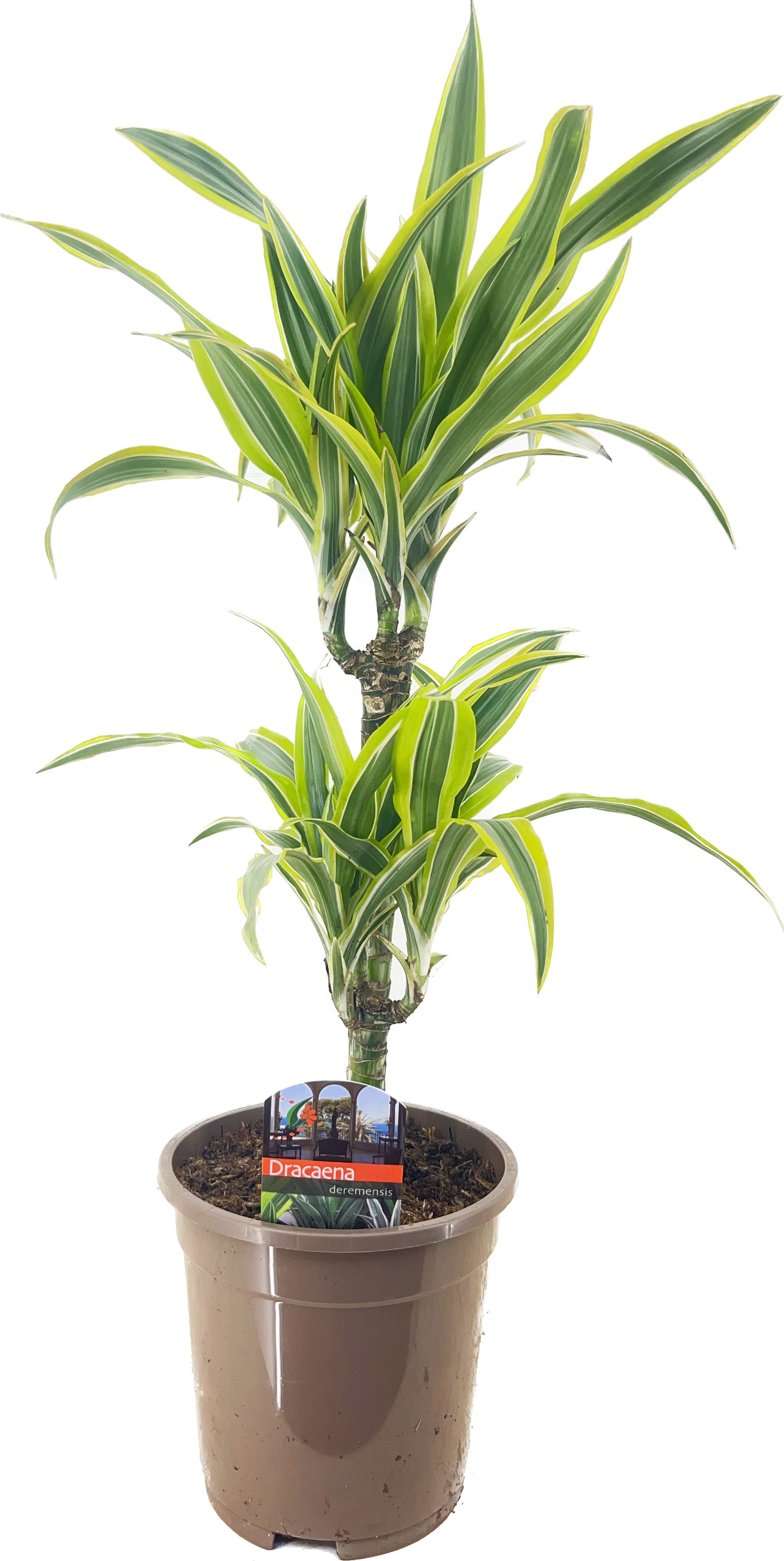 Dracaena deremensis lemon lime 30-10, D 17
